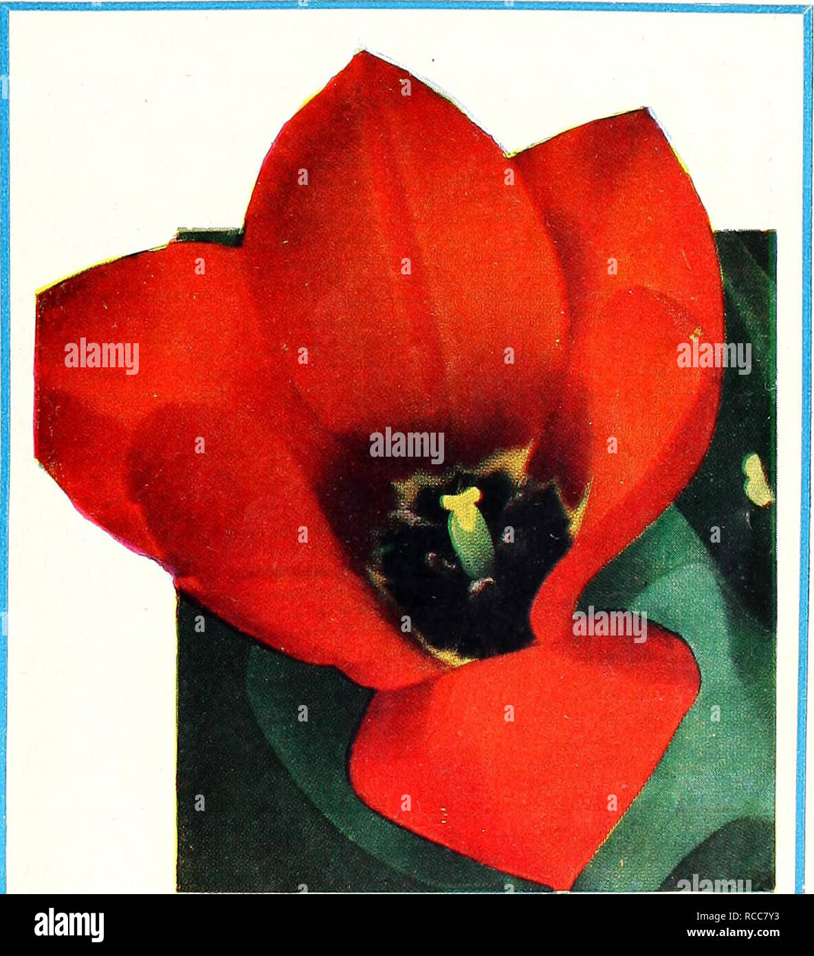 . Dreer's 1951 autumn catalog for spring beauty. Bulbs (Plants) Catalogs; Flowers Seeds Catalogs; Gardening Equipment and supplies Catalogs; Nurseries (Horticulture) Catalogs; Vegetables Seeds Catalogs. TULIP HARMONY . I Selections of I^iay'Flowering Beauties DARWIN . COTTAGE • BREEDER • REMBRANDT All Varieties: 5 for 60c; 10 for $1.15; 25 for $2.60 American Flag. (Rembrandt.) Bright red of luscious richness combined with white to make a flower of un- usual beauty and appeeJ. 24 in. BT 201 A. Aristocrat. (Darwin.) An enticing shade of violet-rose with a luminous sheen of soft purple. A real be Stock Photo