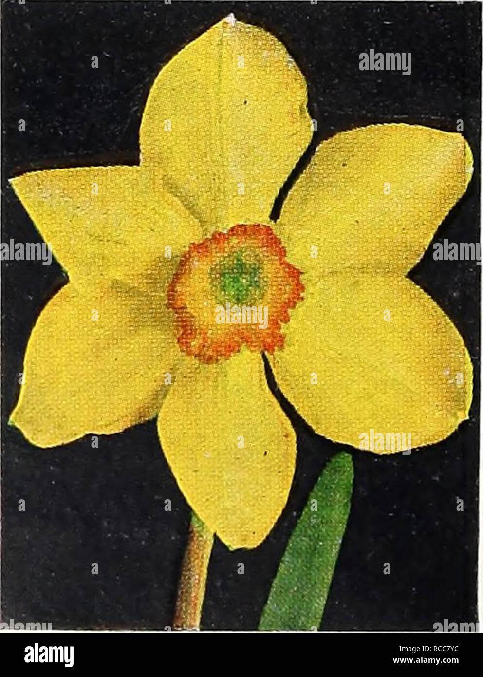 . Dreer's 1949 fall bulb catalog 1838 111 years of quality 1949