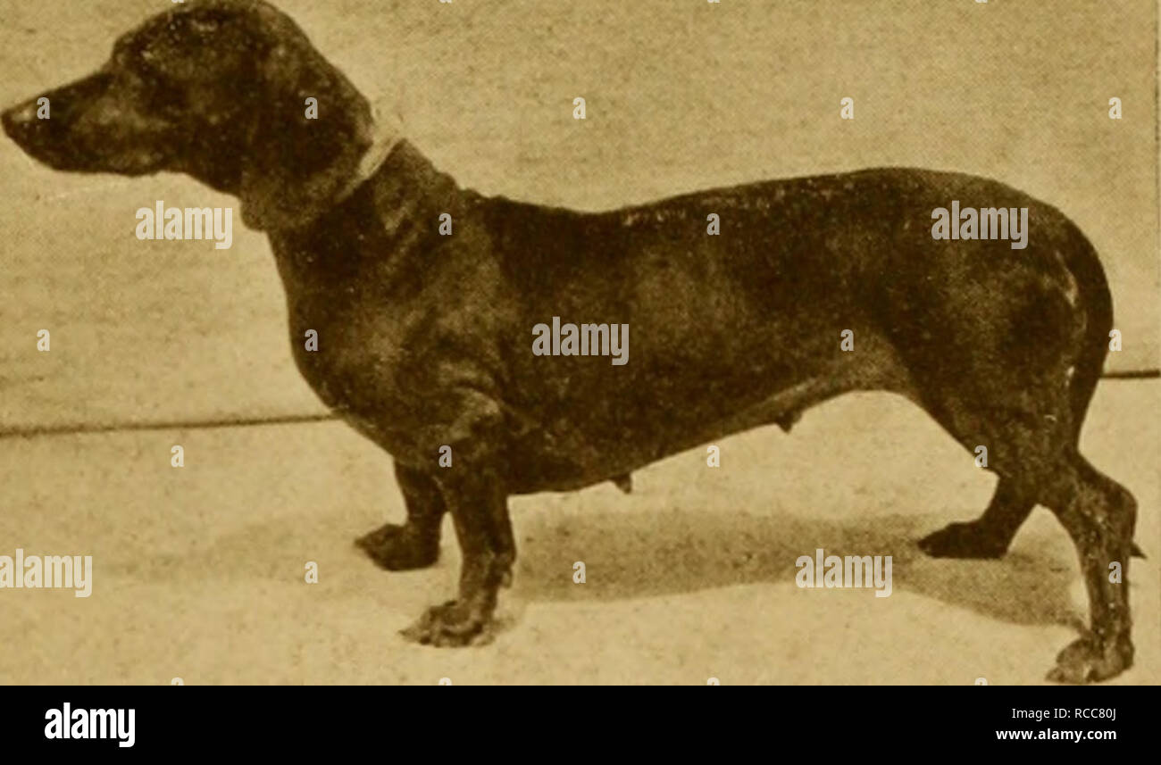 The dog book a popular history of the dog with practical