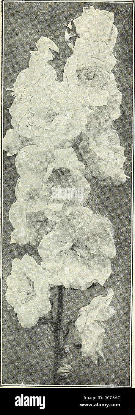 . Dreer's 1908 autumn catalogue. Bulbs (Plants) Catalogs; Flowers Seeds Catalogs; Gardening Equipment and supplies Catalogs; Nurseries (Horticulture) Catalogs; Fruit Seeds Catalogs; Vegetables Seeds Catalogs. BoLTONiA Latisquama.. CALimHRIS (Star Wort) Incisa. An attractive plant for the border July to September daisy-like pale lavende grows 12 to 18 inches high, producing from flowers with vellow centre. CAL,L,IRIIOK (Poppy Mallow). Involucrata. An elegant trailing plant, with large saucer-shaped flowers of bright rosy- crimson, with white centres, which are produced all summer and fall. Line Stock Photo