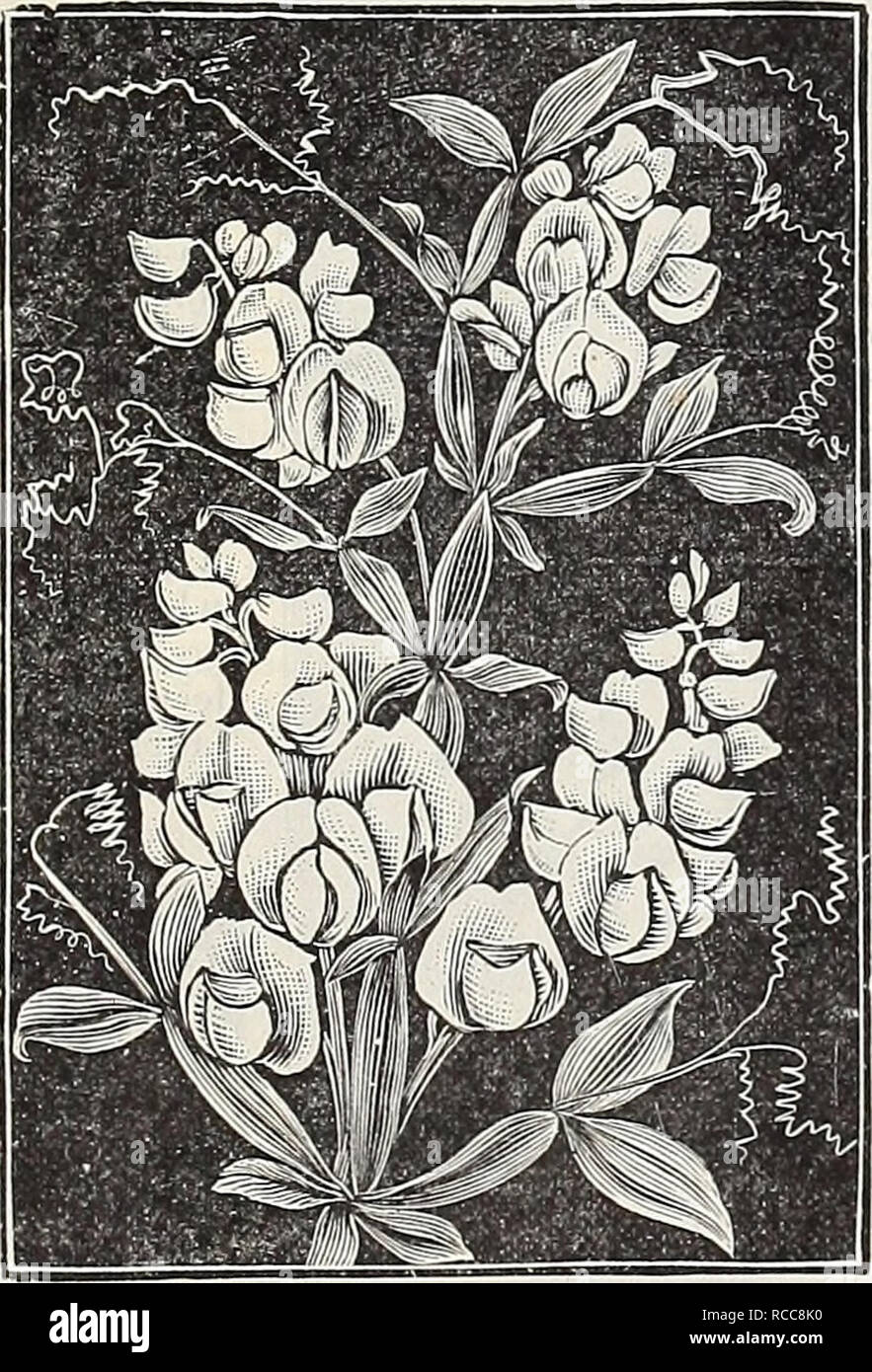 . Dreer's 1907 garden book. Seeds Catalogs; Nursery stock Catalogs; Gardening Equipment and supplies Catalogs; Flowers Seeds Catalogs; Vegetables Seeds Catalogs; Fruit Seeds Catalogs. New and Rare Hardy Climbing; Plants. g==^^ - Â»&gt;MI Mââ- ^1 til F*S SAfgJpjZjTbMgi &amp;p* &quot;Hfi*3Br '^5^SmTi'^r^L&quot; ''^raa mK^kb M JH E^^WSiPr P^?&amp;&quot;: v*-*' â ^^psi^^i^i ^fe^lH^iftS^^Bi Clematis Montana Grandiflora. New Hardy Yellow Jasmine. JASMINUM PRIMULIUM. The old time favorite Jas- minutn Nudiflorum is espe- cially admired on account of its early fiowering,its flowers, in a sheltered pos Stock Photo