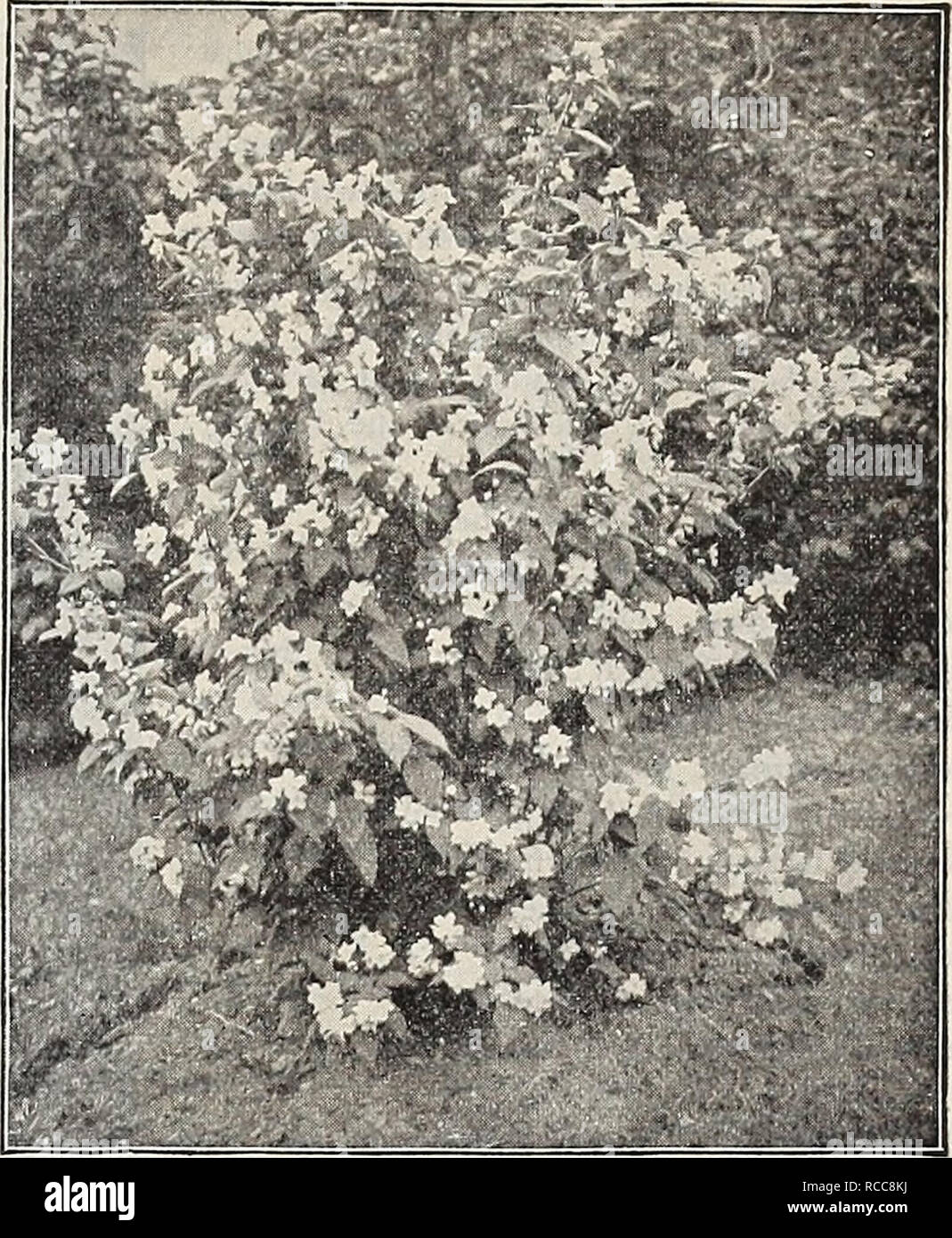. Dreer's 1907 garden book. Seeds Catalogs; Nursery stock Catalogs; Gardening Equipment and supplies Catalogs; Flowers Seeds Catalogs; Vegetables Seeds Catalogs; Fruit Seeds Catalogs. fPffUBBfADRM PHILADELPHIA ¥ CHOICE HARDY SHRUBS 193 LlgUStrum Ibota. A Japanese Privet of the most beautiful character, with dark green fresh foliage, contrasting well with the prominent racemes of fragrant white flowers. 25 cts. each. — Ovalifolium Aureum Eiegantissimum {Golden'Varie- gated Privet). A beautiful golden variegated form of Privet, very effective for associating with other shrubs. 25 cts. each. Loni Stock Photo
