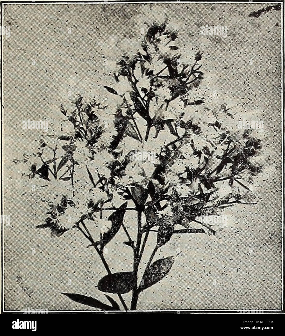 . Dreer's 1907 garden book. Seeds Catalogs; Nursery stock Catalogs; Gardening Equipment and supplies Catalogs; Flowers Seeds Catalogs; Vegetables Seeds Catalogs; Fruit Seeds Catalogs. JlifiHENRTADREER MADELPHIA-PA|jj| CHOICE hABDY^HRUBS j]fjj 191. Baccharis. (Offered on page 19&quot;). Colutea Arborescens (Bfad. der Senna). A large Shrub, with small, delicate foliage and yellow, pea-shaped blos- soms, flowering in June, fol- lowed by reddish pods or bladders. 25 cts. each. Cochorus, or Kerria Japon = ica fl. pi. {Globe Flower). A graceful Shrub, with double- yellow flowers, from June to Octobe Stock Photo