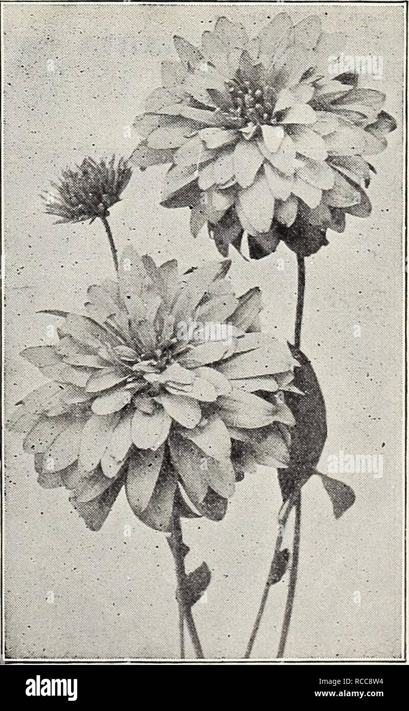 . Dreer's 1907 garden book. Seeds Catalogs; Nursery stock Catalogs; Gardening Equipment and supplies Catalogs; Flowers Seeds Catalogs; Vegetables Seeds Catalogs; Fruit Seeds Catalogs. Rudbeckia Purpurea. RVDBECKI4 (Cone-flower). Fulgida. Brilliant orange-yellow flowers ; produced in masses on much-branched plants, 2 feet high, from July to September. Golden Glow. We question if any one hardy perennial plant has ever met with greater popularity than this. It is a strong, robust grower, attaining a height of 5 to 6 feet, and produces masses of double golden-yellow Cactus Dahlia- like flowers fro Stock Photo