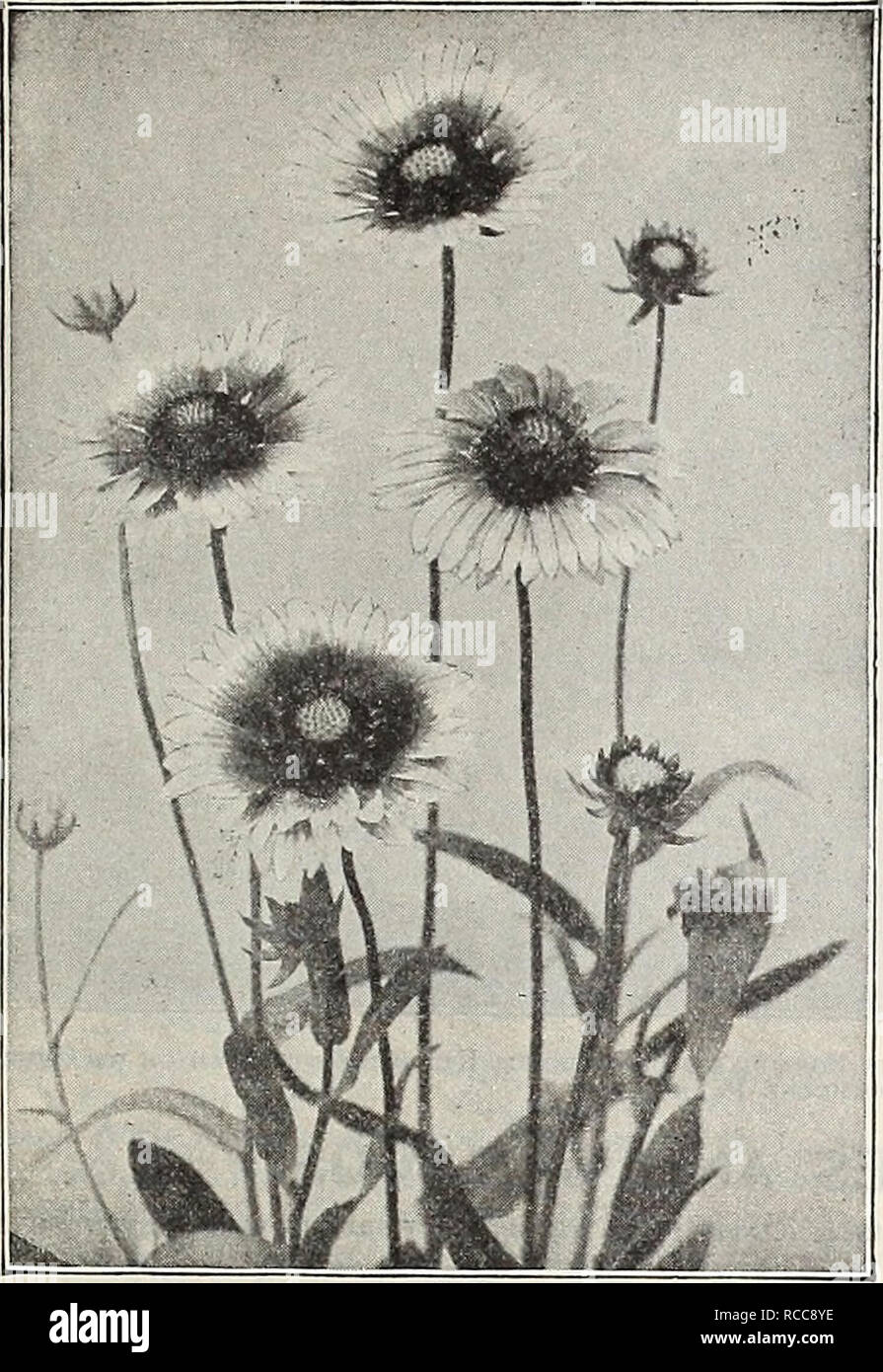 . Dreer's 1907 garden book. Seeds Catalogs; Nursery stock Catalogs; Gardening Equipment and supplies Catalogs; Flowers Seeds Catalogs; Vegetables Seeds Catalogs; Fruit Seeds Catalogs. 169. Gaillarima Gkandiflora. GLECHOMA, OR NEPETA. Variegata ( Variegated Groundsel, or Ground Ivy). A most usefull variegated creeper for growing over banks and stones in the rockery. 10 cts. each ; $1.00 per doz.; $7.00 per 100- GLOBULARIA. Tricosantha. A particularly pretty plant for a partially shaded position in the rockery, with small blue flowers in globular heads during July and August. 25 cts. each ; $2.5 Stock Photo