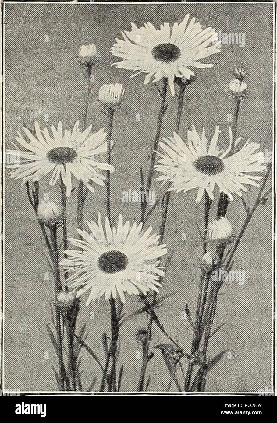 . Dreer's 1907 garden book. Seeds Catalogs; Nursery stock Catalogs; Gardening Equipment and supplies Catalogs; Flowers Seeds Catalogs; Vegetables Seeds Catalogs; Fruit Seeds Catalogs. HBKTAfHHR lwi|A#WHW PEREMMIAL PLANTS. BuLTONIA La n.SQUAM . CAI^IMBRIS (Star Wort) Incisa. An attractive plant for the border; grows 12 10 18 inches high, producing from July to Septem- ber daisy-like pale lavender flowers with yellow centre. 15 cts. each ; §1.50 per doz. CALLIRHOE. (Poppy Mallow.) Involucrata. An elegant trail- ing plant, with finely divided fol- iage and large saucer-shaped flow eisof bright r Stock Photo
