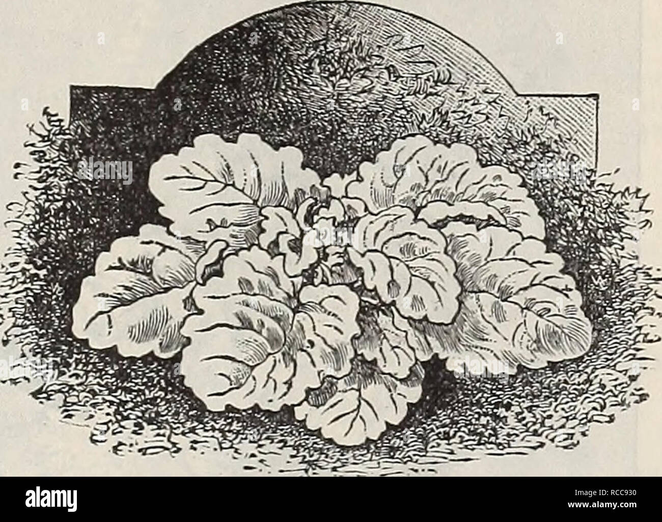 . Dreer's 1901 garden calendar. Seeds Catalogs; Nursery stock Catalogs; Gardening Equipment and supplies Catalogs; Flowers Seeds Catalogs; Vegetables Seeds Catalogs; Fruit Seeds Catalogs. Salvia Argentea Saxifraga Pyramidalis. SEDUM (Stone-crop). The dwarf or creeping varieties are siitable for rock-work, covering graves, dry, sunny banks and carpet bedding, while the taller species make fine subjects for the mixed border. Acre {Goldin Moss). Creeping, foliage and flowers bright yellow. 10 cts. each ; .$ 1.00 per doz.; $6 00 per 100. Album. Creeping, bright green foliage ; flowers white. Maxi Stock Photo