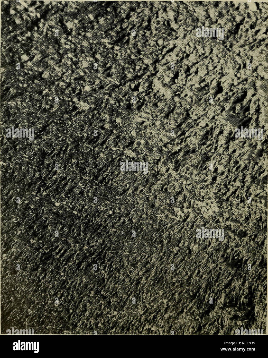 . Docking report manual : quide to fouling organisms and instructions regarding the docking report. Fouling organisms. f^i§' 16. Fouling covering area completely 30. Please note that these images are extracted from scanned page images that may have been digitally enhanced for readability - coloration and appearance of these illustrations may not perfectly resemble the original work.. United States. Navy Dept. Washington, D. C. : The Bureau Stock Photo