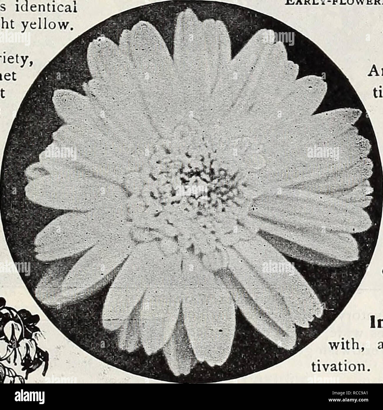 . Dreer's 1907 garden book. Seeds Catalogs; Nursery stock Catalogs; Gardening Equipment and supplies Catalogs; Flowers Seeds Catalogs; Vegetables Seeds Catalogs; Fruit Seeds Catalogs. Early-flowering Chrysanthemum Baronne Briailles. Clerodendron. CESTRUM PARQUI. (Night-blooming Jessamine.) An interesting tender shrub of easy cul- tivation, with small greenish-white flowers of delightful fragrance, which is dis- pensed during the night only. 15 cts. each; $1.50 per doz. CISSXJS. Discolor. A beautiful climber for the conservatory, with mottled and marbled crimson and green foliage. 25 cts. each; Stock Photo