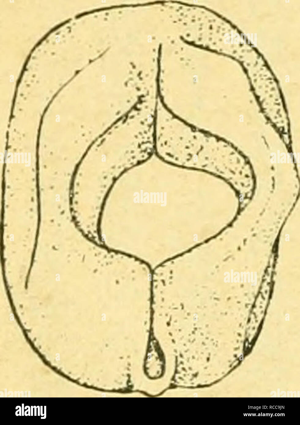 Dobutsugaku Zasshi Zoology Zoology C ºawaa A C 5 Shia E A Mu1eaea Ae Alae Ca Aºaae aa A A 1 Kae A Laa Cae Eaea A Ae Af Ae Ca A e aa A Aº Ae Alaa Ae C C Ae µa A Ca A ªv E ªc C Hiaac A B 6 Please Note That These Images Are