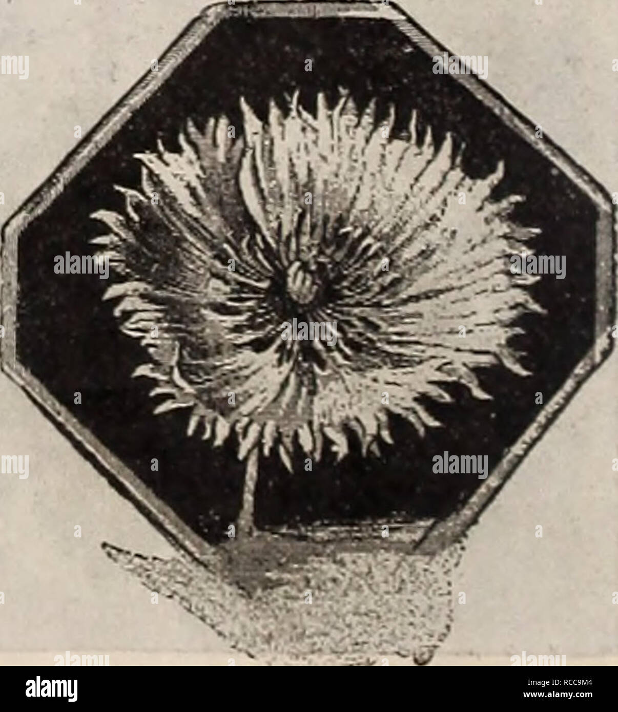 . Dreer's 1901 garden calendar. Seeds Catalogs; Nursery stock Catalogs; Gardening Equipment and supplies Catalogs; Flowers Seeds Catalogs; Vegetables Seeds Catalogs; Fruit Seeds Catalogs. JMiss Sherwood. Fringed Alpine Poppy. (Papaver Alpinum Laciuiatum.) 3741 A distinct &quot; break &quot; in the dainty little Alpine Poi^py. The plant forms rosettes of pretty grey-green foliage not over 4 inches high, and throws up numerous slender flower-.stalks, bear- ing charming flowers of white, salmon, rose or orange, all with yellow stamens, the petals grace- fully laciniated or fringed like an edging  Stock Photo
