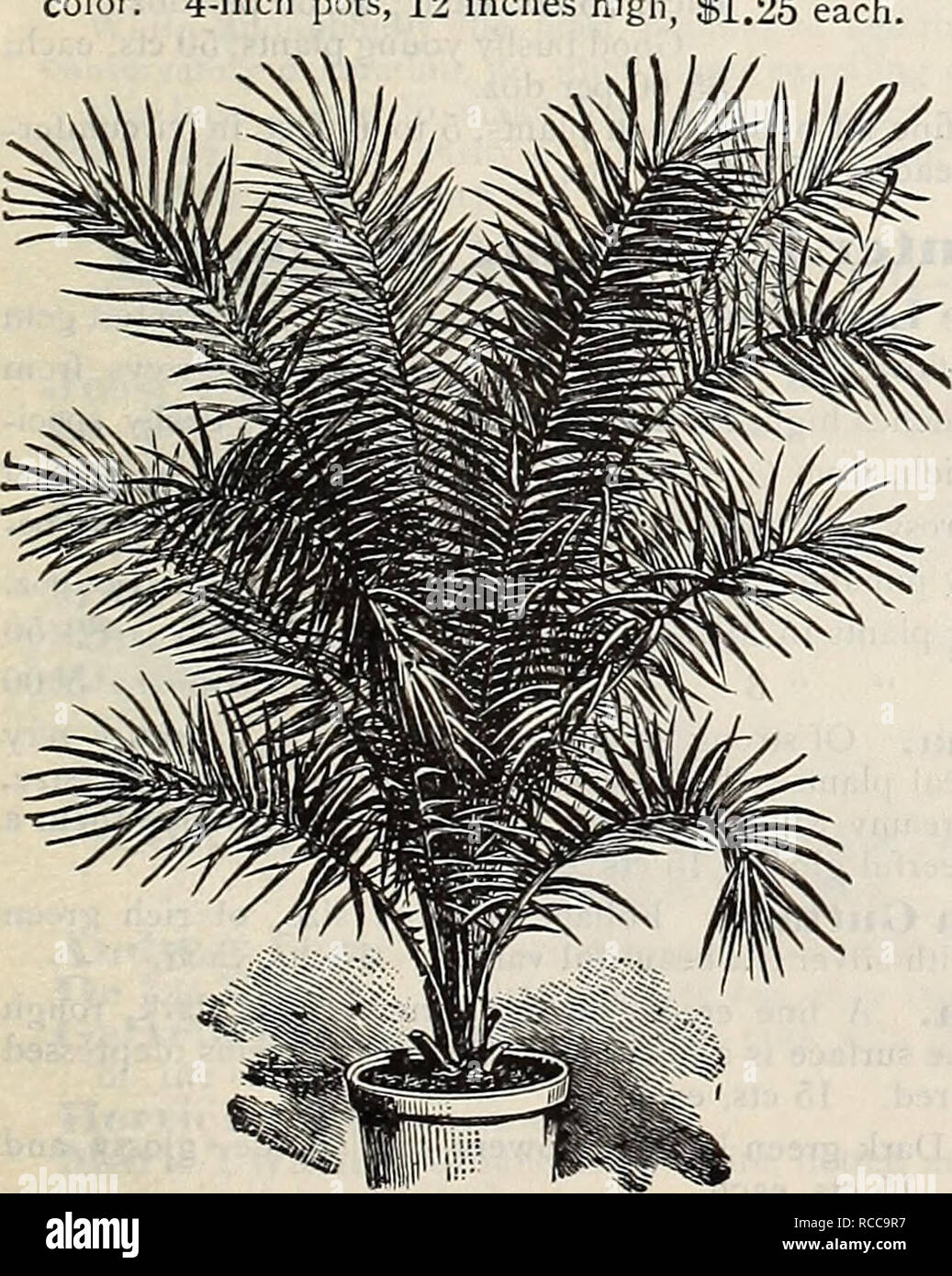. Dreer's 1900 autumn catalogue of bulbs, plants, seeds, etc. Bulbs (Plants) Catalogs; Flowers Seeds Catalogs; Gardening Equipment and supplies Catalogs; Nurseries (Horticulture) Catalogs; Fruit Seeds Catalogs. Kentia Belmoreana. JLatauiaBorbonica. Chinese Fan Palm. This popular variety is too well known to require description. (See cut.) 10 00 15 00 Puts LEAVES. HEIGHT. EACH. 3-inch 4 to 5 12 ncbes. §0 25 4 &quot; 5 to 6 15 50 5 &quot; 0 15 1 00 6 &quot; 6 20 1 50 7 &quot; 6 to 7 24 2 50 8. &quot; 7 to 8 30 5 00. PnOiNix Reclinata. Latania Borbonica. Identical with the popular Chinese Fan Pal Stock Photo