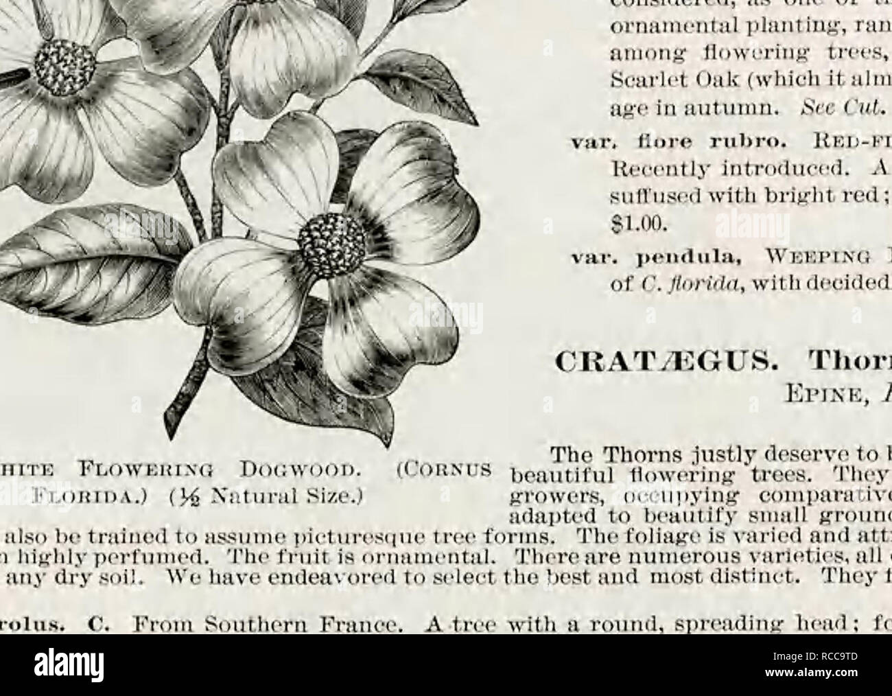 . Ellwanger &amp; Barry's general catalogue. Nurseries (Horticulture); Nursery stock; Fruit trees; Trees; Flowering trees; Shrubs; Flowering shrubs; Evergreens; Berries; Bulbs (Plants); Ellwanger &amp; Barry. GENERAL CATALOGUE. 59 CriiUcffiis f&gt;-var. pyi-amlrtalis. PVRAMtBAi, THORN. C. Of fine psramidal bubit; a gfood grrower; flue foliage; llowers whiW;, sintrle. $1.0H. C. iHiiaoftifolia. Tansy-leaved TfioiiK. C. A line, larjre, yigorous tree, with beautiful, deep gmsn, distinot foliayc and yellow fruit. 81.00. C. toineiitosa. em&gt;neousi.v C. glabra. C. A vitrorous species with iar^u dar Stock Photo
