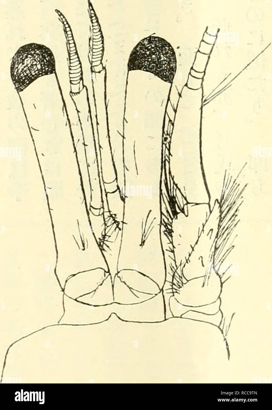 Page 4 g High Resolution Stock Photography And Images Alamy