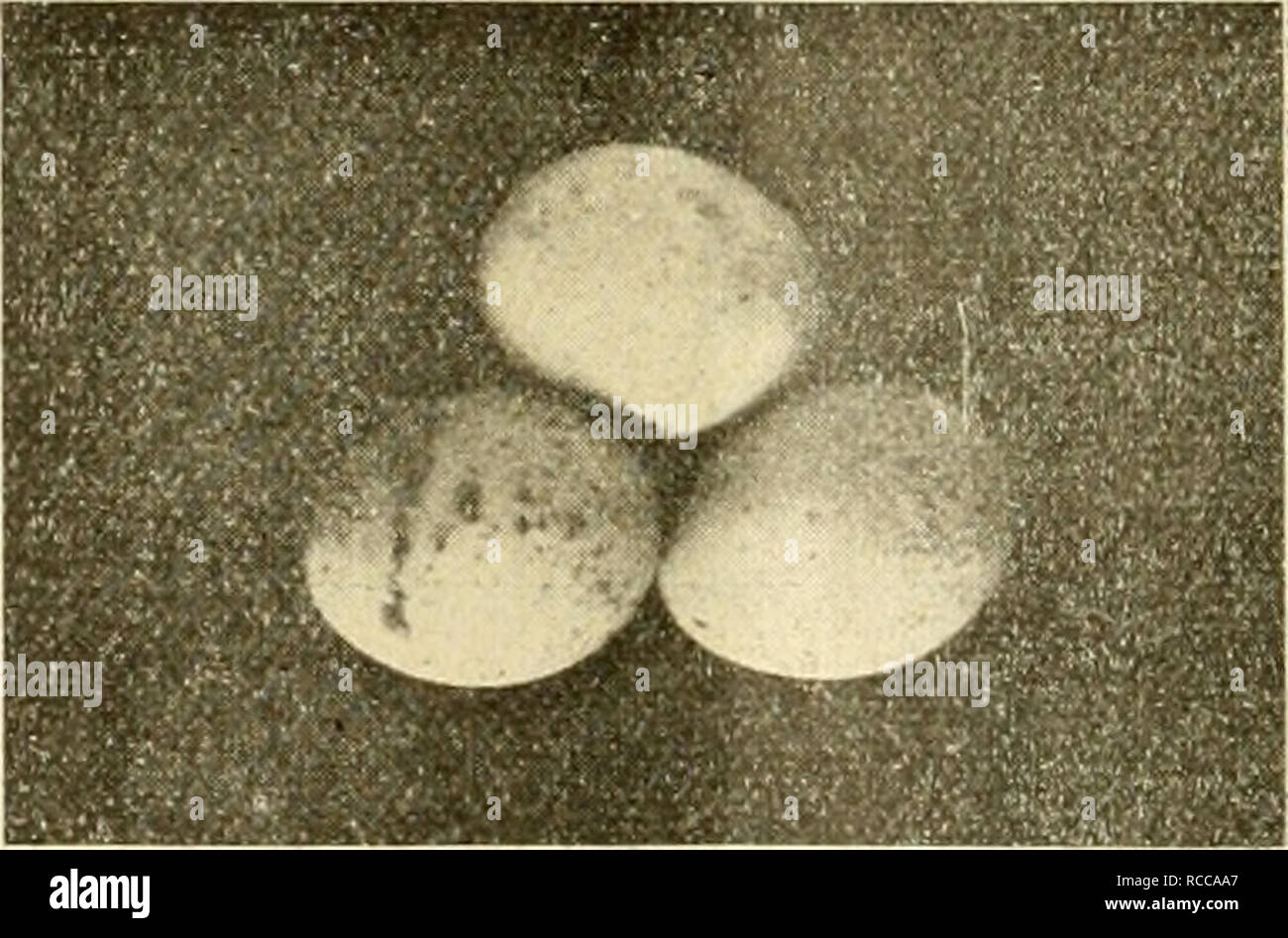 Cj1 High Resolution Stock Photography And Images Alamy