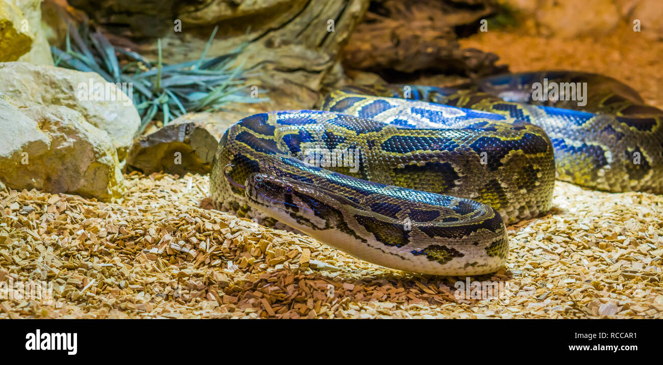 burmese python crawling over the ground and sticking its tongue out, vulnerable specie from Asia Stock Photo