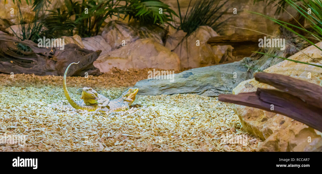 two central bearded dragon lizards laying on top of each other, reptile