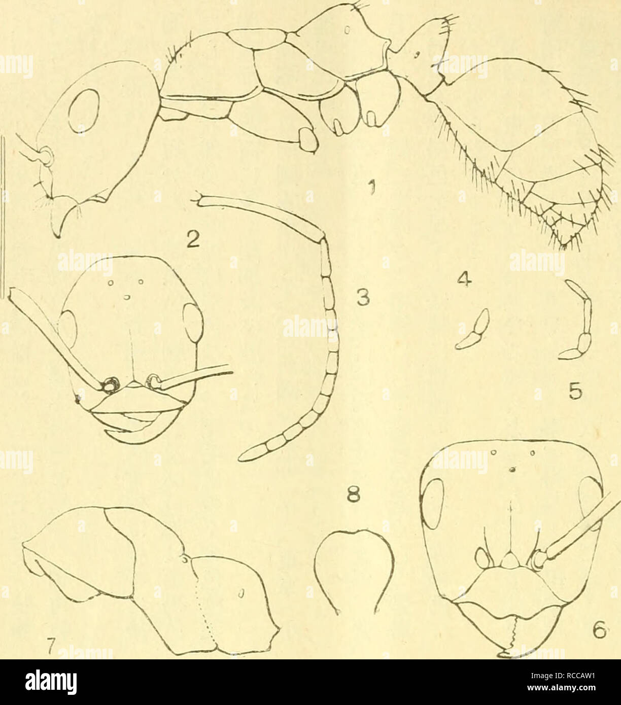 . Dobutsugaku zasshi. Zoology; Zoology. (123) èã¼åå «ç¾äºç¬¬èªéå-¸ç©Wr ç¬¬ä¸åãµã ã©ã¤ã¢*ã®è·è»å ¨å½¢(ç´åä¸å)ã.^0åä¸é -é¨ (åå)ãï¼ç¬¬ä¸ä¸ä¸ååä¸è§¸è§(åä½¶)ãç¬¬åååä¸ä¸æ¥é¬(ååããç¬¬äºå åä¸å°ç©é¬(åå)ãç¬¬ç©´åã¡ã«ã£ãã¡ãªã®è·è»é -é¨(ç´åä¸ä½¶ã ç¬¬ä¸ååä¸è¸é¨(åå)ãç¬¬å «ååä¸è ¹æç¯(åå-ã. åç±³ã¯ã¤ã¹ã³ã³ã·ã³ã ruj-csccfls bicolor var. l..orclt .WIIHKLEK. åç±³ã¤ãªãã¤ã rä¸jcscms lucidus Mã¬ã.u. sèªª)oæ¥æ¬ç£å¥´é¸ãä½¿å½¹ããè®é¡åå ¶è¿ç¨®(ç¢é) åç±³ãã³.Iã§1ã¯ãh-ã³pã©ãã ä¸ã®å §Tãï¼ucläºhi,ã¶ãFormic; pulliAa-fiilca1,ã.ã1.- UKFLIiã®äºç¨®è®ç§ãå¥´é¸ï¼/ããªãã®ã¿ã«.ãã¦ä»ã®è«¸ç¨®ã¯ å¡ã¦Formic i f-sr.ttã«ã®äºç¨®è®ç¨®ãå¥´é¸ï¼ãã Stock Photo