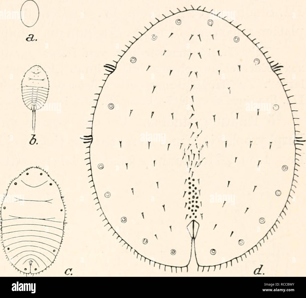 . Dr. H. G. Bronn's Klassen und Ordnungen des ThierReichs