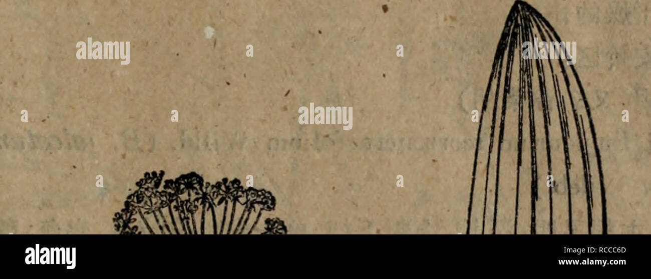 nmd w 界面活性剤