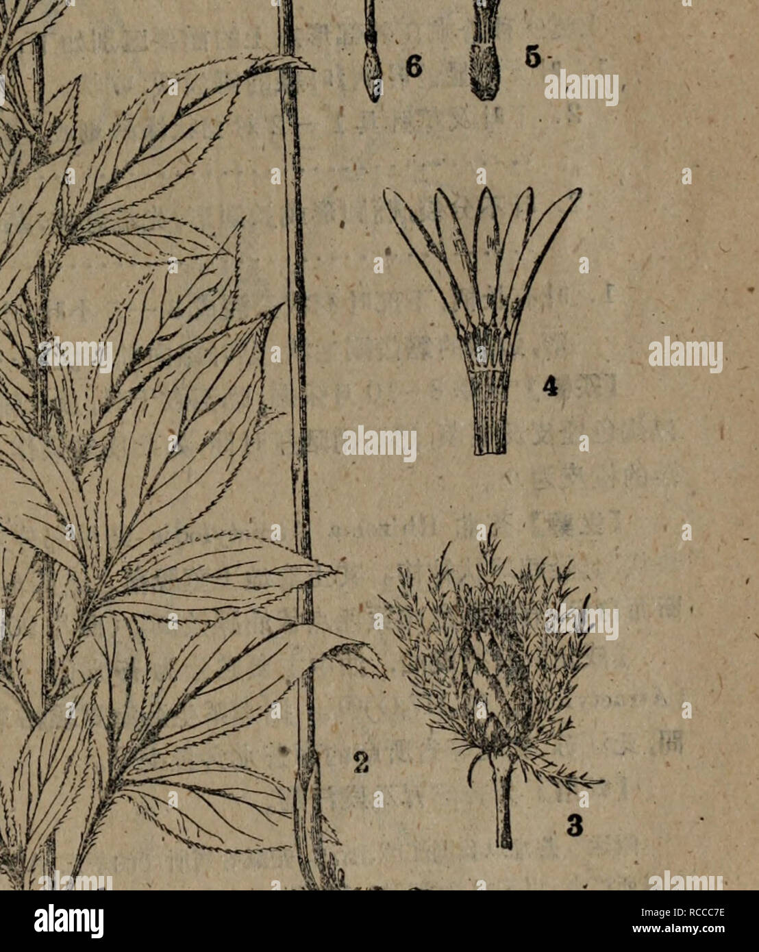 Dong Bei Zhi Wu Yao Tu Zhi Botany A 74e Ae Atractylodes Japonica Koidz A Ae C C A E 2 Ae E 3 A Ca4 A E A 5 E 6 Ee7 C E Amp 8 A Cec 129 Please Note That These Images Are Extracted From Scanned Page Images That May