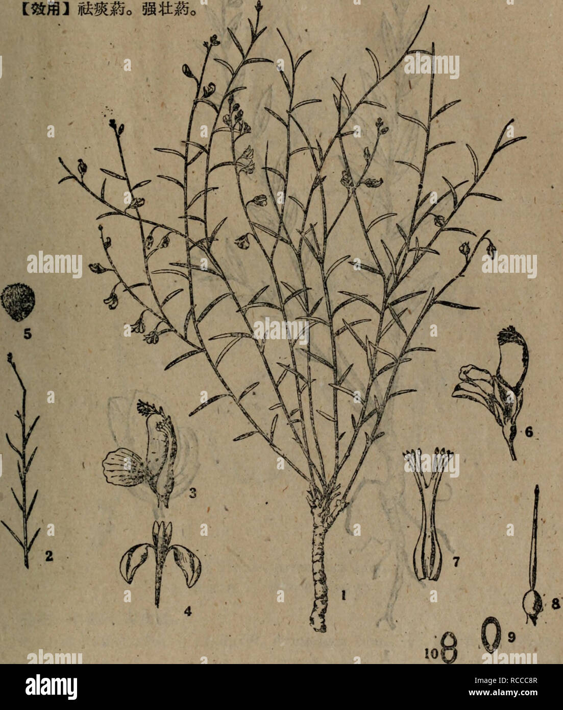 Dong Bei Zhi Wu Yao Tu Zhi Botany E C E I C ºc C E E C E I E A Gt Ae Ae I A E Ai C C69 Cµc E Eae A A E A C c A I A A Ae E A A I A A C A A E A Ae e A Eaa C C I A C Ae I Ae E A Ae A I C E A C E I A A C A A E A Ae C A A eaaa Aecca A 61 Dong Bei Zhi Wu Yao Tu Zhi Botany E C E I C ºc C E E C E I E A Gt Ae Ae I A E Ai C C69 Cµc E Eae A A E A C c A I A A Ae E A A I A A C A A E A Ae e A Eaa C C I A C Ae I Ae E A Ae A I C E A C E I A A C A A E A Ae C A A eaaa Aecca A 61