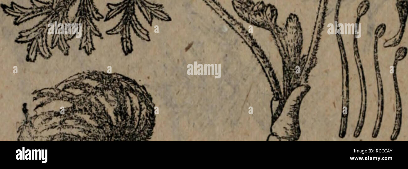 Dong Bei Zhi Wu Yao Tu Zhi Botany A 31 Aee C A C Pulsarilla Koreana Nakai L Ftc C A A 2 Mm 3 E4 5i ªcaea Eªae E Ae A I E A E A C A A I A Aeea C A C P Ambigua Turcz Ac A C P Mult Fida Juz P Patens Mill Subep Multifida Zamels C A