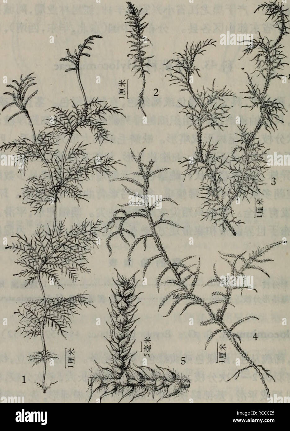 Dong Bei Xian Lei Zhi Wu Zhi Botany Ae A A Cº 2c I A Aºaaeaa C Cae C E 1 Ae C C A A A Aea A C E A A I A C A C E E I E C Ea 1 A Eh Splendent Hedw B S G 2 Ae C C A E A Aea A C Aei Aea A A A A I A C A Ae Aea E Cªi E C Ec 2 E Aeae