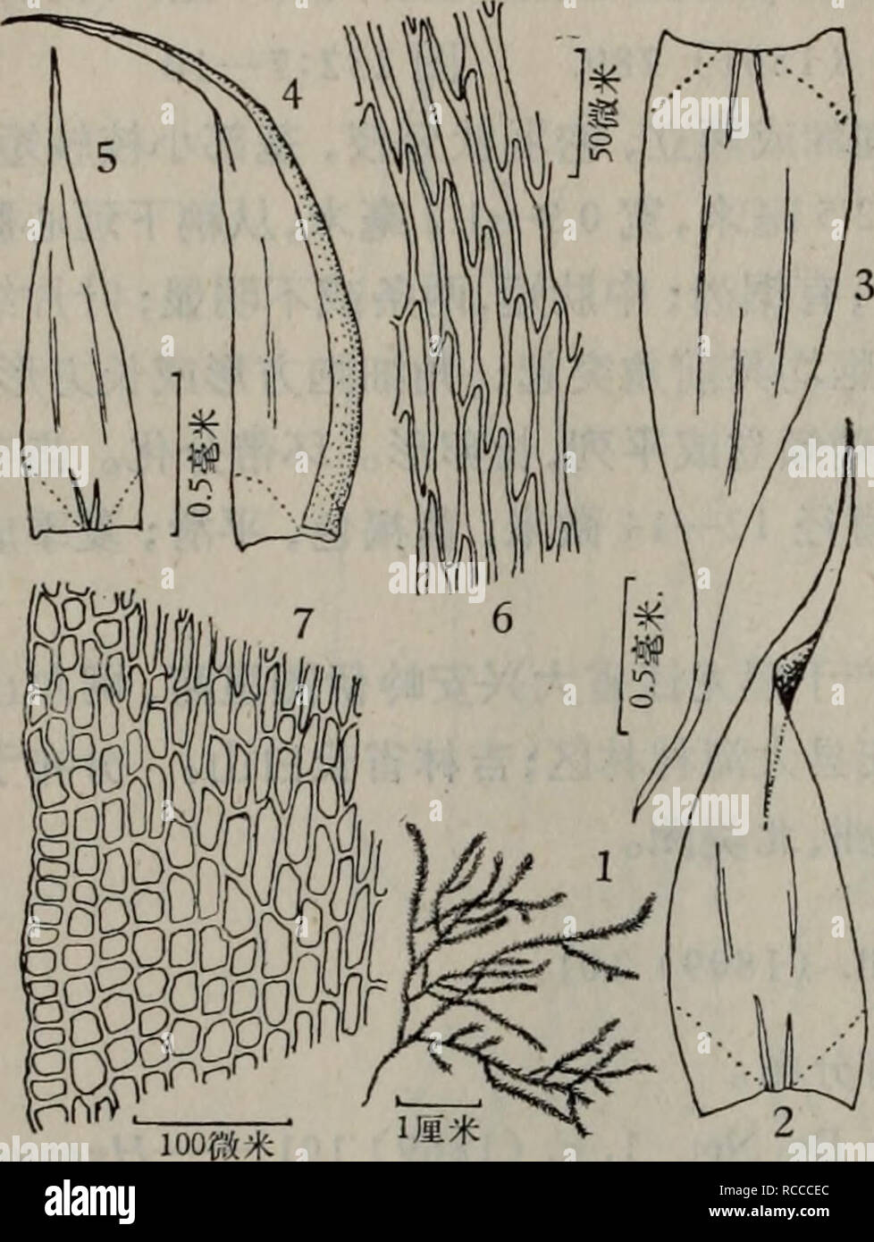 . dong bei xian lei zhi wu zhi. botany. Tuugaea brachythectella Ando, Journ. Jap. Bot. 33 (1958) 177ï¼ fig. I, 2. Stereodon plicatus Warnst., Hedwigia, 57 (1915â1916) 125ï¼ fig. 58. Hypnum plicatum Reim. et Sak., Bot. Jahrb. 64 (1931) 557. Hondaella aulacophylla Dix. et Sak&quot; Bot. Mag. Tokyo, 52 (1938) 133, fig. 6. Orthothecium japonicum Sak., Muse. Jap. (1954) 148, pi. 58â1. Campylodontium gracile Card., Bull. Soc. Bot. Geneve s6r. 2ï¼ 5 (1913) 318. å¾237 æ¤ç©ä½å¯éä¸ç,é»ç»¿è²æè¤ç»¿è²ï¼æå æ³½ãèé¿è¾¾2åç±³ï¼ååæå¾ç«,æ¨ªåé¢åæ¤- åå½¢ï¼ä¸-è½´ååå¼±ï¼å¤è¢«2â3å±å°å½¢åå£ç» è,åºæ¬ç»ç»ç»èå¤§,èå£ï¼ä¸è§ Stock Photo