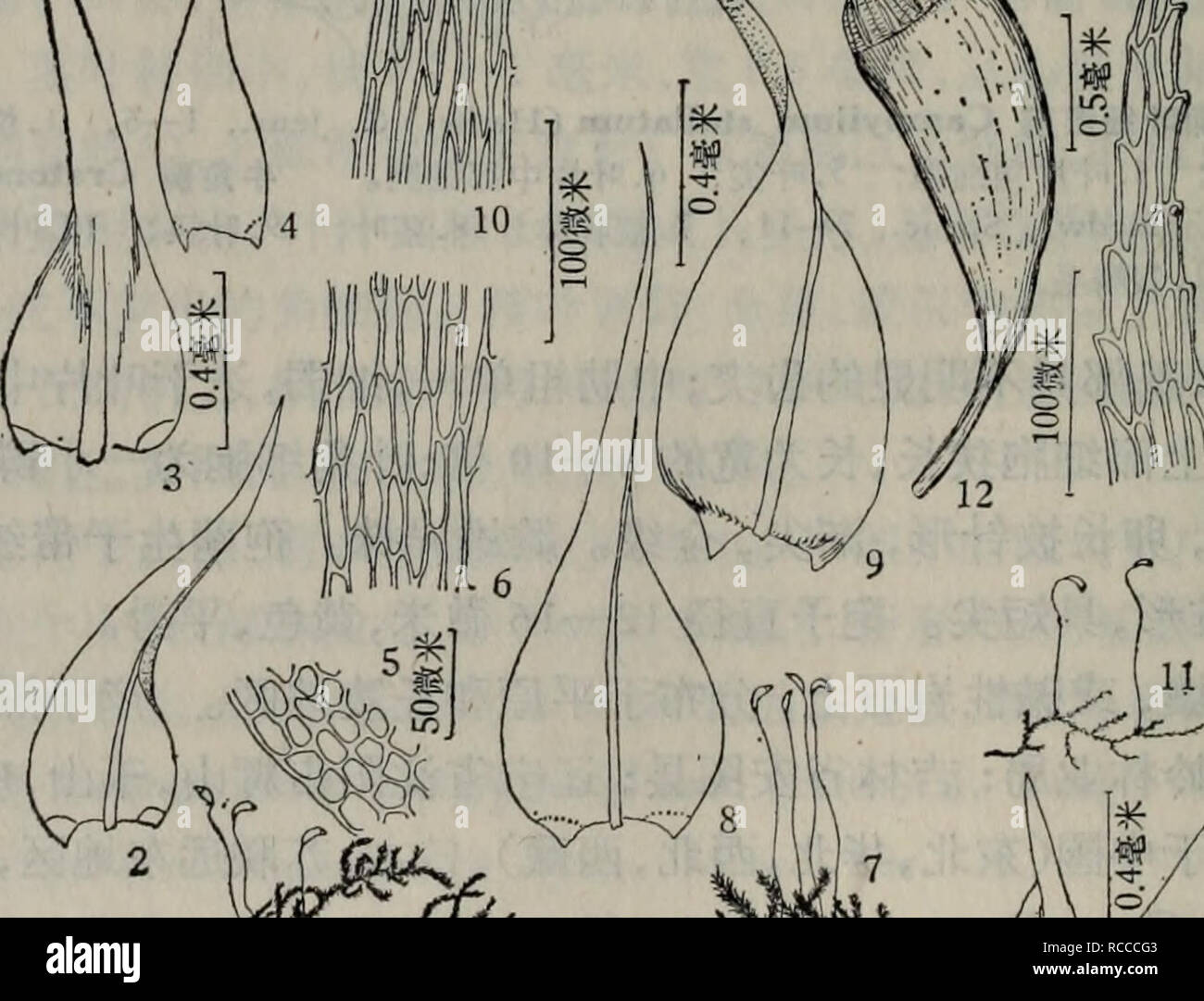 Dong Bei Xian Lei Zhi Wu Zhi Botany 13 14 A 1 E A C Ae Ecampylium Chrysophyllum Brid J Lang 1a6 1 Ae C C A I 2 3 A Ci 4 A Ea I 5 A Ce C Ei 6 A Ca E C Ea C Ae Ecwnpylium Polygamum B S G C Jens 7a10 7 Ae C C A I 8 9 A Ci 10 A Ca E C Ea