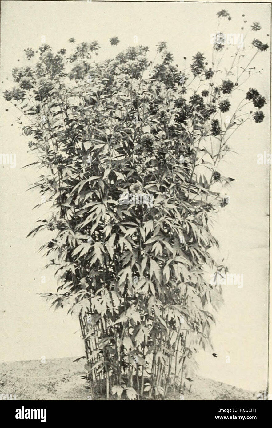 . Ellwanger &amp; Barry : Mount Hope nurseries. GENERAL CATALOGUE. 115 PYRETHRUM. A most valuable class of hardy plants. Flowers of good size and form, double like an aster; very useful for bouquets or cut flowers. The plants make showy specimens in the garden. May or June. FINE NAMED VARIETIES, 50 Cents Each. RANUNCULUS. Buttercup. These are among the best of early spring flowers, being very effective. R. amplexicaulis. Flowers snowy white ; 6 to 9 inches. April and May. 25c. R. aconitifolius luteo pleno. Double orange yellow Crowfoot; 2 feet. May and June. R. bulbosus. Yellow; double; handso Stock Photo