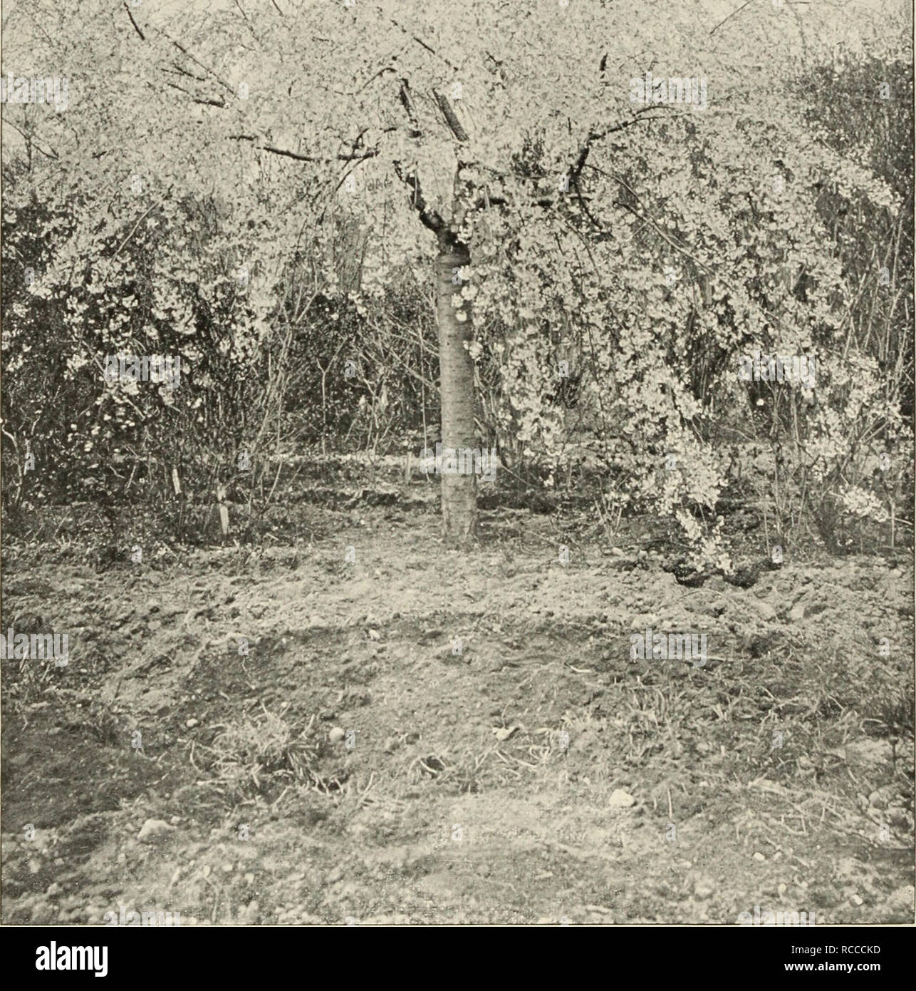 . Ellwanger &amp; Barry : Mount Hope nurseries. 46 ELLWAXGER &amp;- BARRY'S. JAPAN WEEPING ROSE-FLOWERED CHERRY. {From a photograph of a specitneti 07i our gromids.) Among trees of drooping habit there is none more beautiful than the one represented by the illustration annexed The beauty of the tree consists not only in its graceful pendulous habit, but it has besides the merit of producing quantities of flowers in the blossoming season, and the branches when covered with these give the tree a novel, interesting and charming effect, as will be seen from the picture. The foliage of the tree, to Stock Photo