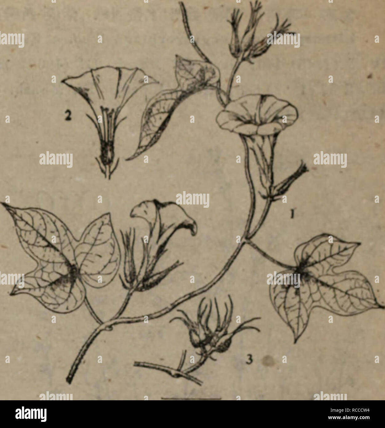Dong Bei Yao Yong Zhi Wu Zhi Botany Isaeae E I Ec 5 E E E I 5ac I A Ae C Ae I Ae E E C A Eca Ac A Aµa A C Ae Ae Aeae6a9aea Ca E E 0 Ac Ca I A A Lfrae A E E A Ce I Amp eµ ae E e A A Ae 11ae Ceaaa A e Maa Taaeae A A Ae Acªe