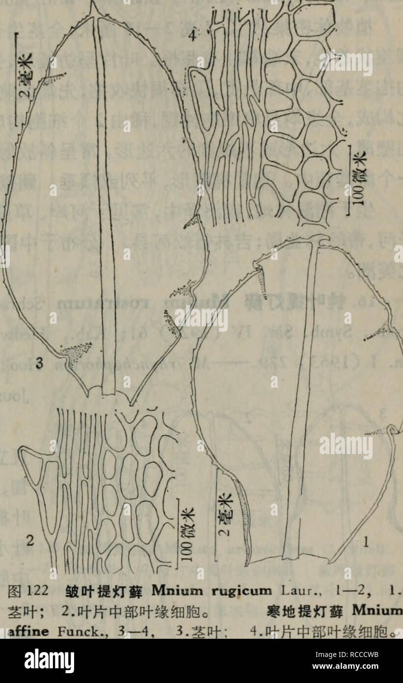 . dong bei xian lei zhi wu zhi. botany. Il Kab., Hedwigia, LXXVI (1936); Chen, Gen. Muse. Sin. I (1963) 279. M. affine Funck var. ciliare C. Muell., Syn. I (1848) 159. M. ciliare (C. Muell.) Schimp., Syn. cd. 2 (1876) 477. Astrophyllum cus pi datum Lindb., Muse. Scand. (1899) 13 (non Lindb. 1869). å¾122:3â4 æ¤ç©ä½çä¸çãçæ®æç´ç«ï¼é«2â4åç±³ï¼èä¸-ä¸é¨å¶ççï¼é¡¶ç«¯çå¶åèèè±ç¶ï¼ èä¸å¯çæ£è¤è²åæ ¹ãä¸è²æé¿è¾¾10 åç±³ï¼å¤ä¸ºå¼§å½¢ååçé¿ï¼å¶å¹³åç çï¼æ«ç«¯å¸¸çæåæ ¹ï¼ç¨ç´ç«ãå¶å åµåå½¢æå®½çººé¤å½¢ï¼å¨åµåå½¢çå¶å ç«¯æ¸å°ãéæ ªé¡¶çå¶åååµå½¢æè å½¢,æ¸å°ãééæ ªçä¸é¨å¶ååµåå½¢ï¼ åºé¨ç¥ä¸å»¶ï¼ä¸å»¶é¨çç»èåç-é¿å½¢ï¼ å¶ç¼ç±3 Stock Photo