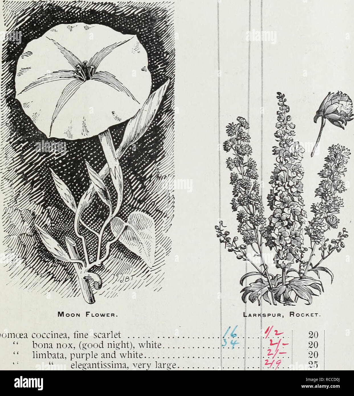. D. M. Ferry &amp; Co's wholesale list of seeds for 1892. Seed industry and trade Michigan Detroit; Vegetables Seeds; Fruit Seeds; Agricultural implements; Flowers Seeds. CX^iZLvo ^^^^n^vy^ ^y- D. M. FERRY &amp; COS WHOLESALE PRICE LIST Hibiscus Africanus Hollyhock, Double White, finest strain &quot; â¢â¢ Canary Yellow, finest strain. Rose, finest strain , Salmon, &quot; Crimson, ' â Choicest mixed..% mixed Honesty, or Satin Flower, (Lunaria biennis) Hyacinth Bean, Purple, (Dolichos lablab) '' White, &quot; &quot; mixed. iM .i-.i. 11 39 PER OZ. PER LB. 0 15 1 50 1 50 2 GO 2 00 2 00 1 00 50 25 Stock Photo