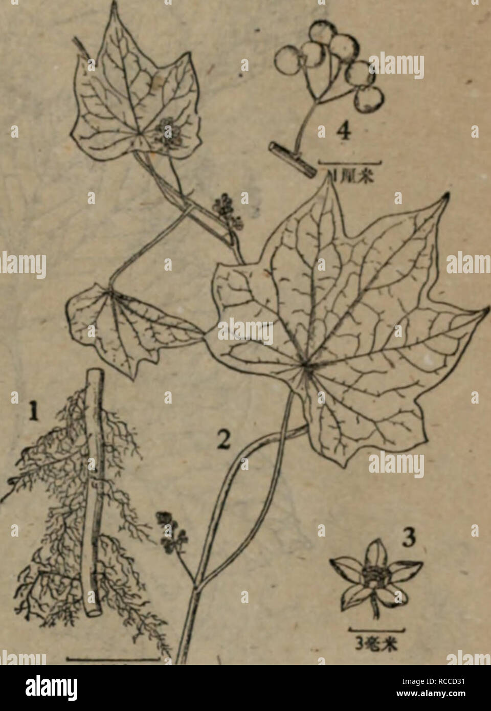 Ibec High Resolution Stock Photography And Images Alamy