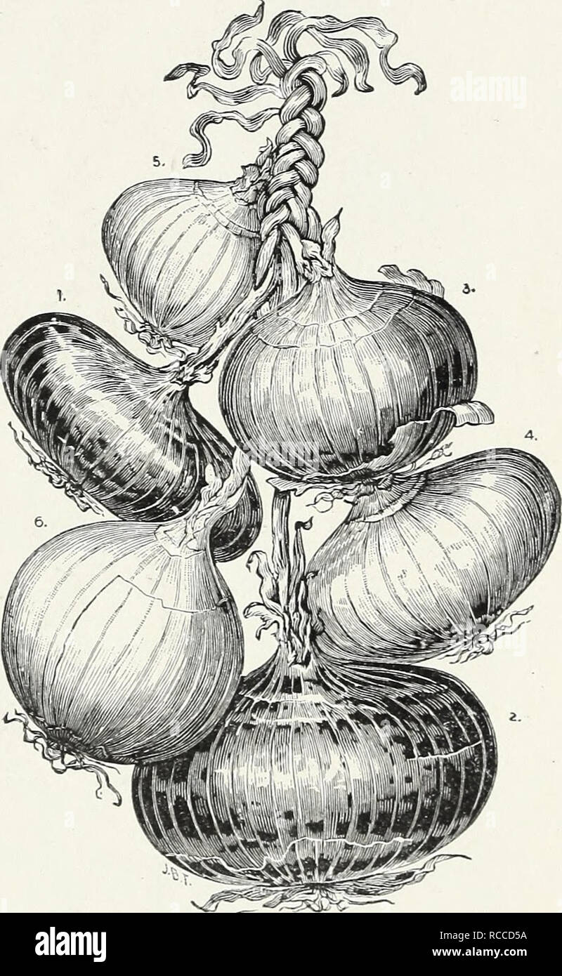. D. M. Ferry &amp; Co's wholesale list of seeds for 1892. Seed industry and trade Michigan Detroit; Vegetables Seeds; Fruit Seeds; Agricultural implements; Flowers Seeds. 20 D. M. FERRY &amp; GO'S WHOLESALE PRICE LIST. ONION—Continued. IMPORTED VARIETIES. Round White Silverskin,/or^/^^/m^ Isabella White Silverskin, /&quot;or hiinchiiig : Early Neapolitan Marzajola, line white Silver skin sort. Tel. Cipher. Per Lb. .$1 50 Island 1 25 Itasca 1 50. No. I, Extra Earlv T{ed; No. 2, Large Red IVetbersfield; No. S- Yellow Danvers; No. 4, IVhite Tortugal; No. 5, IVbite Silver skin: No. 6, JVbitc Glob Stock Photo