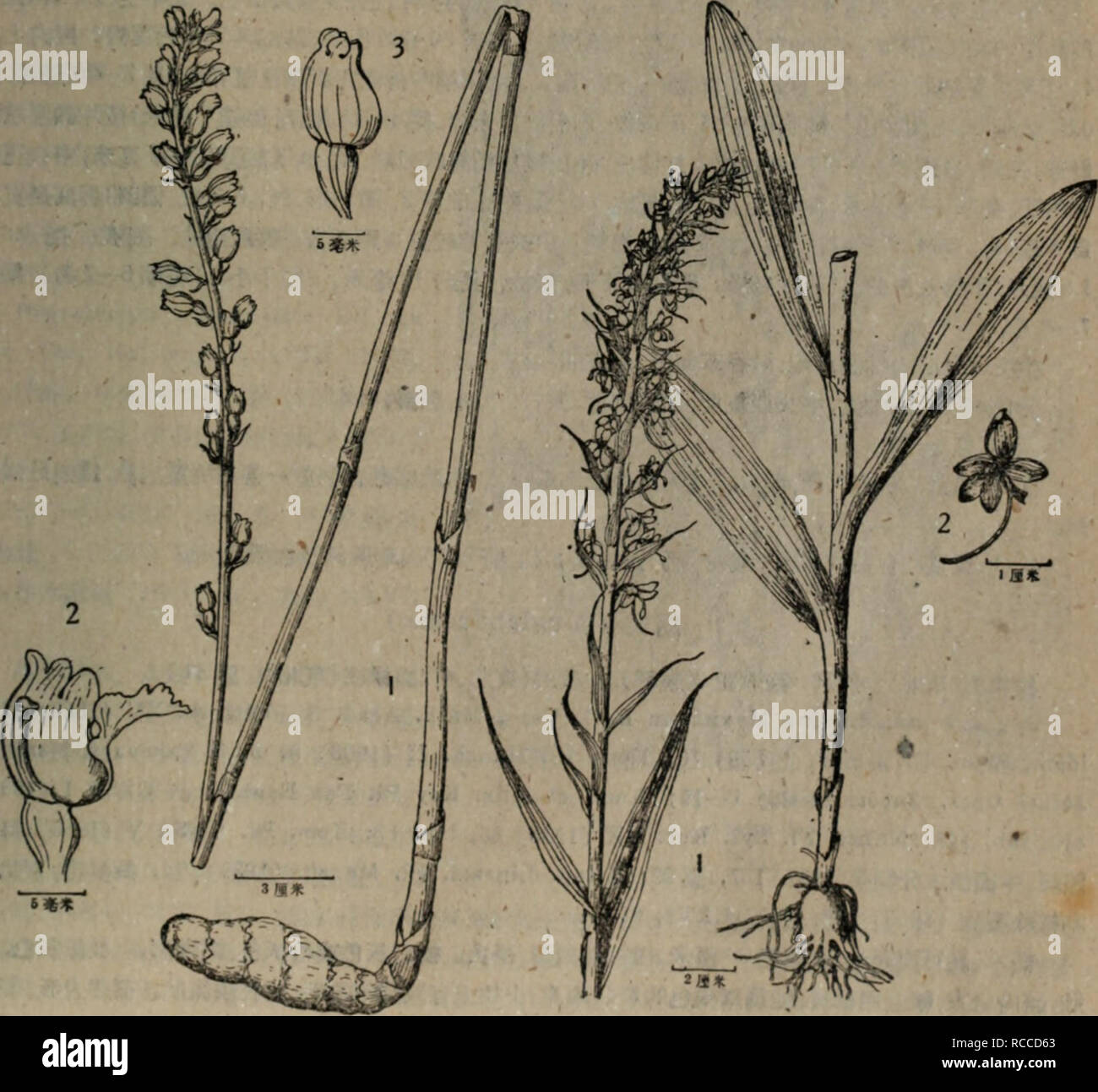 Dong Bei Yao Yong Zhi Wu Zhi Botany E C I Orchidaceae A C Eº A Aeºªc E I Slac Eµ C Ae C ªc I 9 Gastrodia Elata Blume Mus Bot Lugd Batav Ii 1856 174i Kom Et Alis Key Pi Far East Reg Ussr I 1931 406