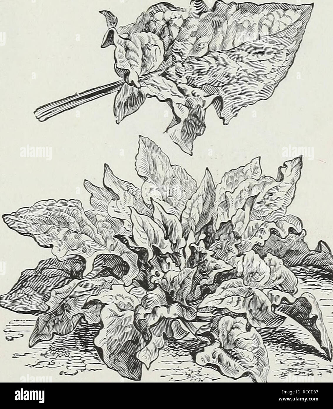 D M Ferry Amp Co S Wholesale List Of Seeds For 1890 Seed Industry And Trade Michigan Detroit Vegetables Seeds Fruit Seeds Agricultural Implements Flowers Seeds 21 Per Lb 35 30 30