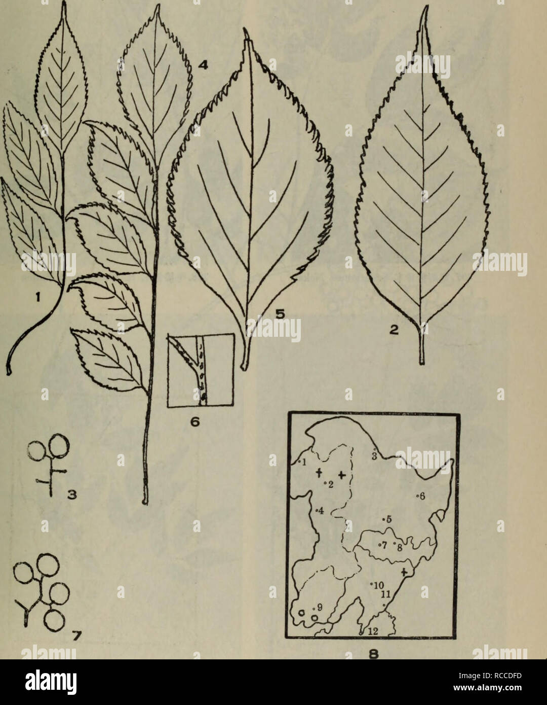 . dong bei mu ben zhi wu tu zhi. botany. ???????? ??CLIX. 1—3.????Sambucus Buergeriana Blume; 4—7.??????S. foetidiss- ima Nakai; 8.????+?????????????. Please note that these images are extracted from scanned page images that may have been digitally enhanced for readability - coloration and appearance of these illustrations may not perfectly resemble the original work.. liu shen e. ke xue chu ban she Stock Photo