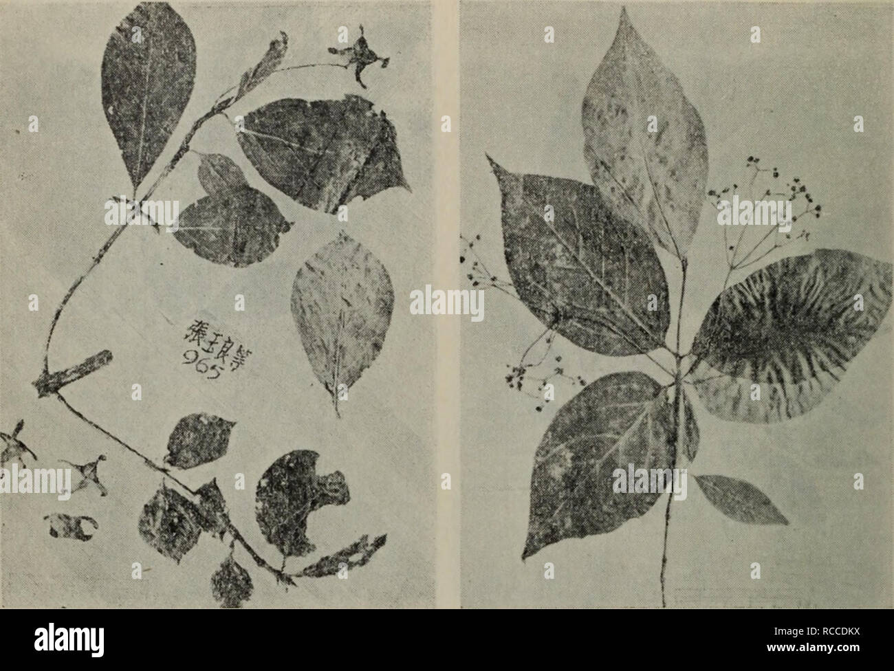 Page 3 Ma Chu High Resolution Stock Photography And Images Alamy