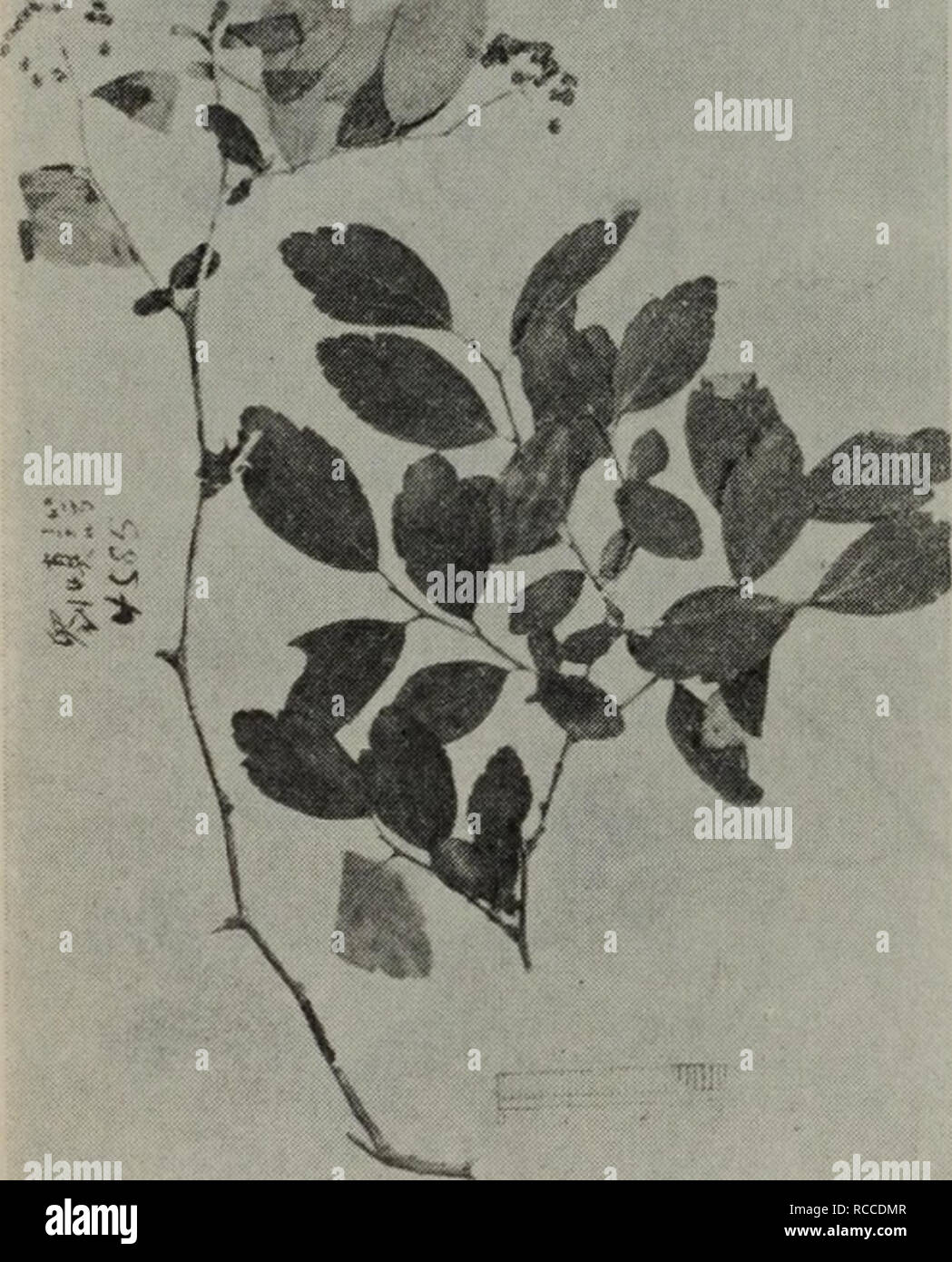 C Blumei High Resolution Stock Photography And Images Alamy
