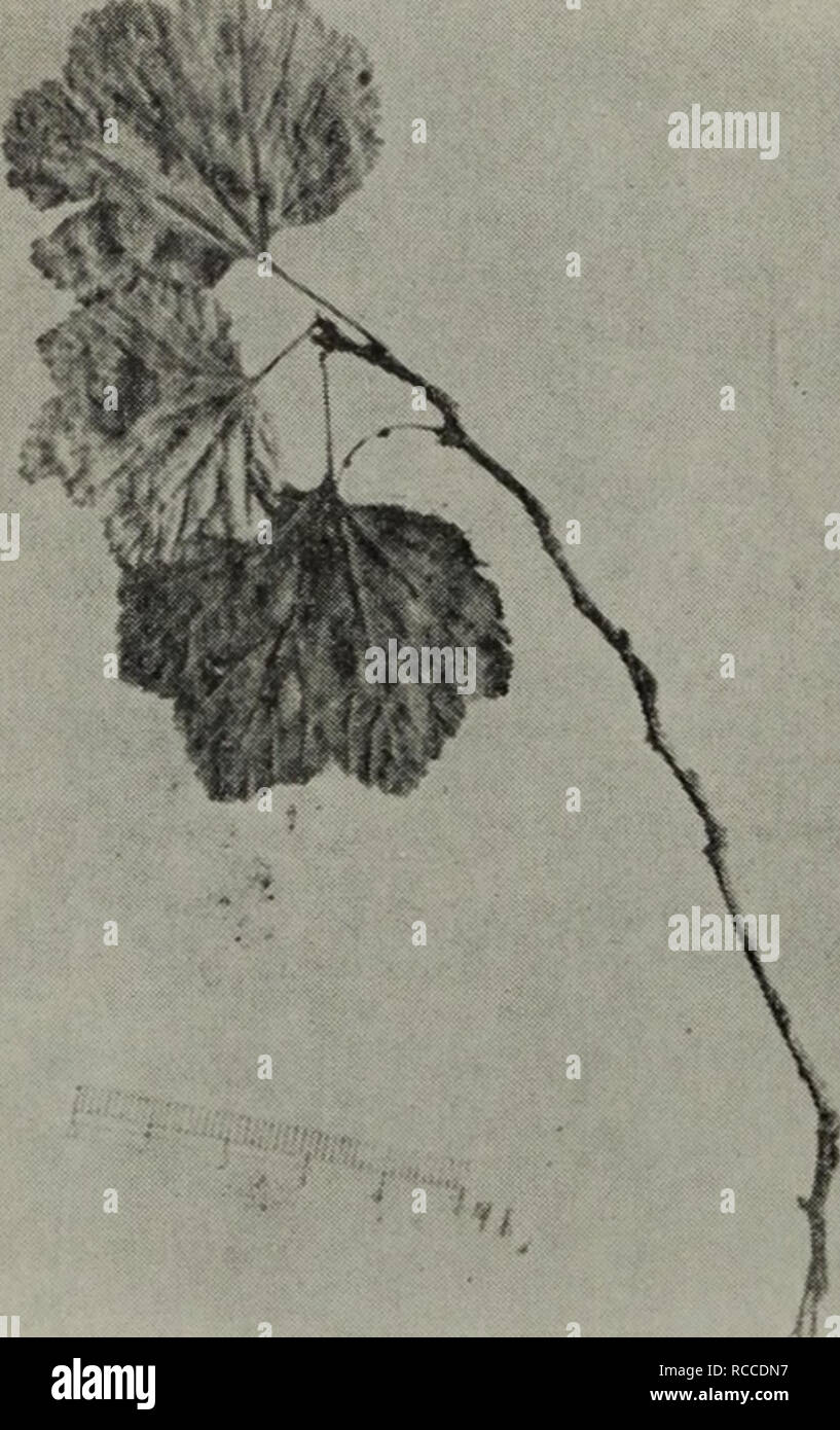 Page 3 Ae C Ae High Resolution Stock Photography And Images Alamy