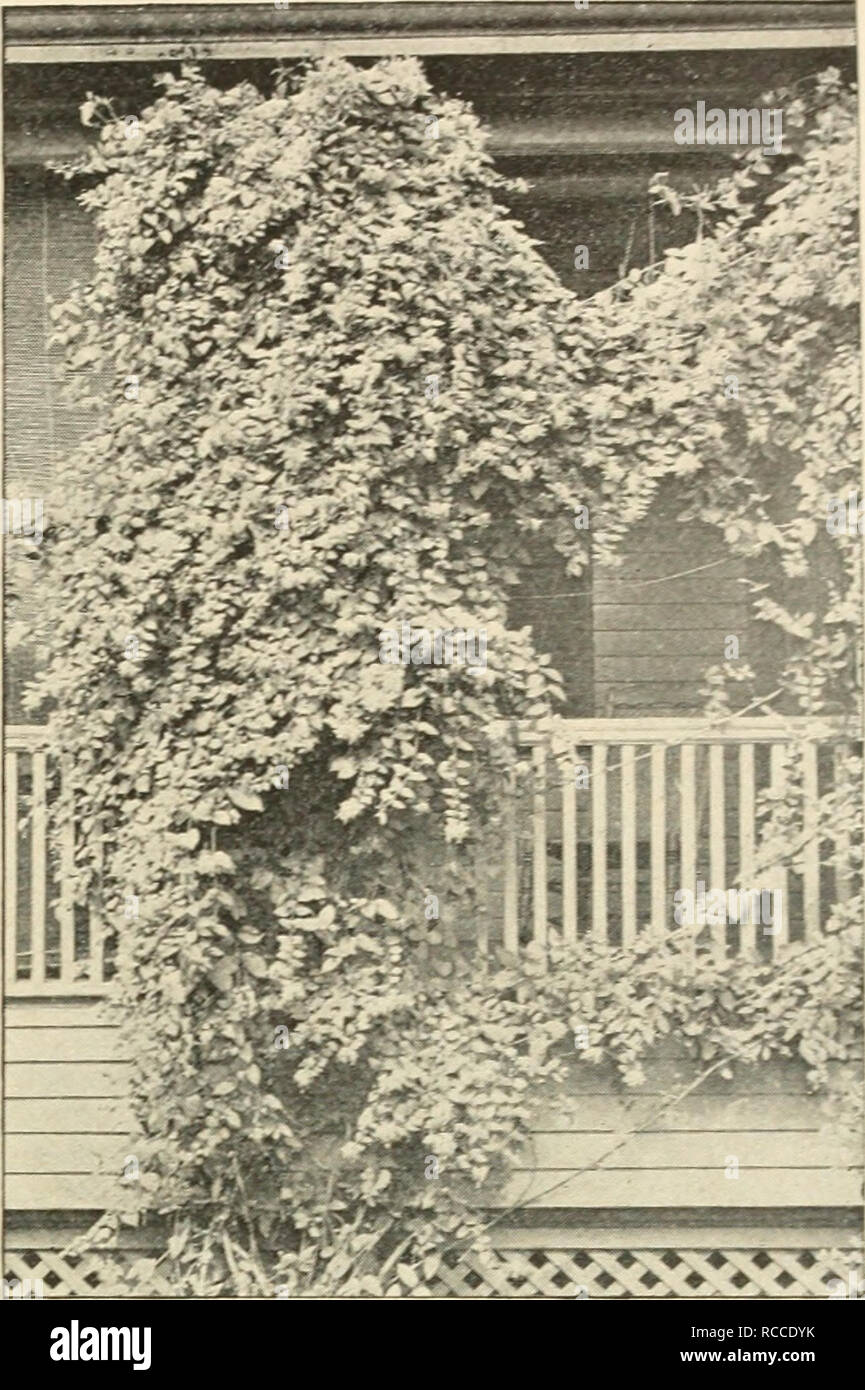 . Ellwanger &amp; Barry : Mount Hope nurseries. GENERAL CATALOGUE. 95 PERIPLOCA. Silk Vine. Schlinge, Ger. P. Graeca. Native of Southern Europe. A rapid-growing beautiful climber. Will twine around a tree oi other support to the height of 30 or 40 feet. Fol- iage glossy, and purple brown axillary clusters of flowers. 35c. TECOMA. Trumpet Flower. Jasmixtrompete, Ger. Bignone, Fr. T. radicans. American Climbing Trumpet Creeper A splendid, hardy, climbing plant, with large, trumpet-shaped scarlet flowers in August. 35c. var. grandiflora. Large-flowered Trumpet Creeper. A rare and beautiful variet Stock Photo