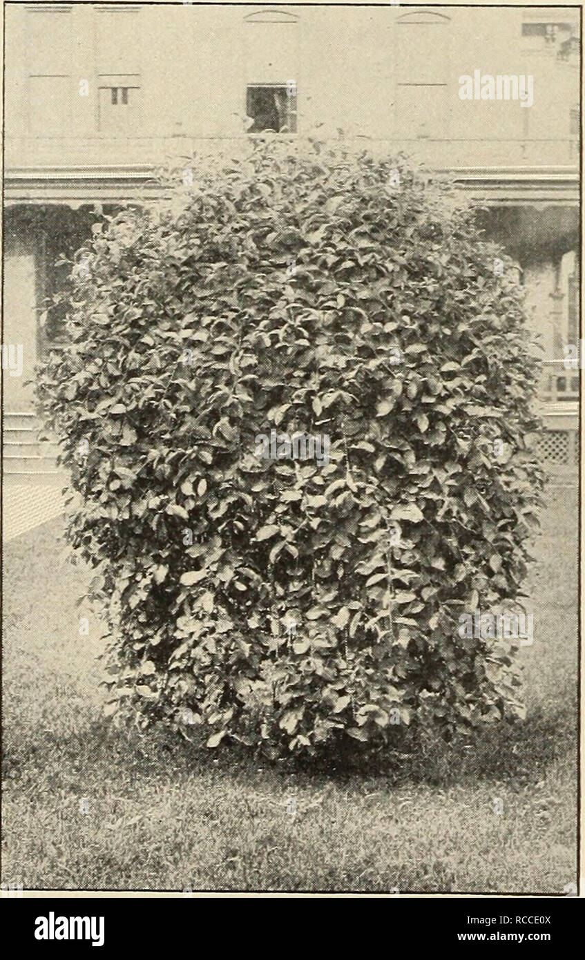 . Ellwanger &amp; Barry : Mount Hope nurseries. 00 ELLWANGER &amp;- BARRY'S ROBINIA. Locust or Acacia. Akazie, Ger. Robinier, Fr. R. hispida. Rose or Moss Locust. C. A native species of spreading, irregular growth, with long, elegant clusters of rose-colored flowers in June, and at intervals all the season, ^i.oo. *R. Pseud-acacia. Black, or Yellow Locust. B. A native tree, of large size, rapid growth and valua- ble for timber, as well as quite ornamental. The flowers are disposed in long, pendulous racemes, white or yellowish, very fragrant, and appear in June. 50c. SALISBURIA. Maiden-Hair Tr Stock Photo