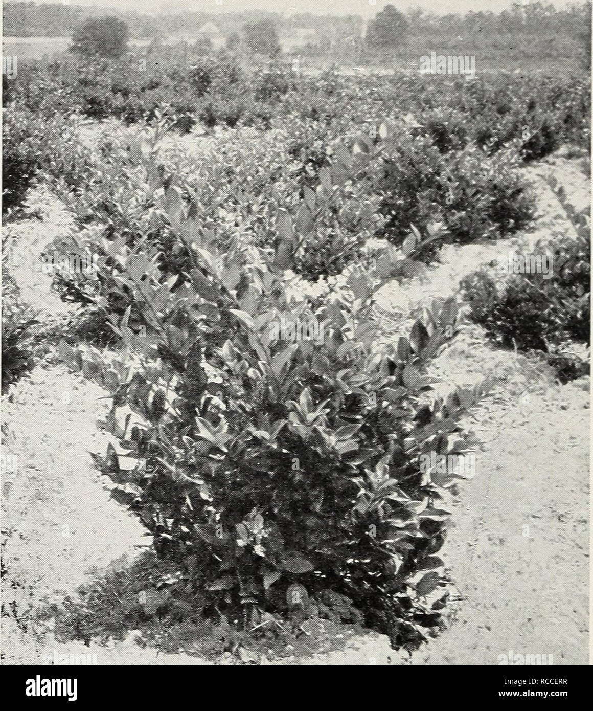 . The dixie planter : spring 1937. Nurseries (Horticulture) Catalogs; Nursery stock Catalogs; Shrubs Catalogs; Trees Catalogs; Fruit Catalogs. 12 Broadleaf Evergreens This group of plants is increasing in popularity every day because most of them will withstand hotter, drier, and other more unfavorable condi- tions than the &quot;cedar-type&quot; evergreens.. Ligustrum ]ucidum. One of the most popular plants in the South. ABELIA (Abelia grandiflora):—Medium height shrub with small attractive foliage and deserv- edly popular, because it is almost the only ever- green shrub that blooms all summe Stock Photo