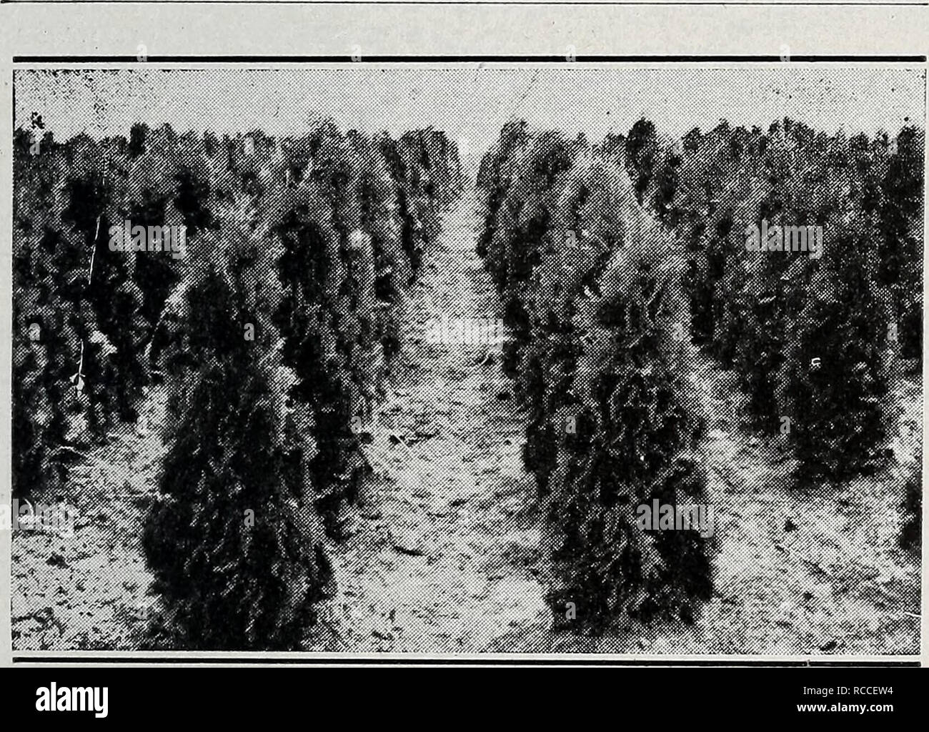 . The dixie planter : ornamentals exclusively fall 1932, - spring, 1933. Nurseries (Horticulture) Catalogs; Nursery stock Catalogs; Shrubs Catalogs; Trees Catalogs; Roses Catalogs; Fruit Catalogs. 9 Coniferous Evergreens (continued) Thuja occidentalis filicoides. Fern-like Pyramidal Arborvitae. Medium grower; beautiful fern- like foliage. 1^ to 2 It 1.50 2 to 2^ ft 2.00 2% to 3 ft 2.50 3 to 3% ft 3.00 31^ to 4 ft 4.00 4 to 4.V2 it 5.00 41^ to 5 ft 5.50 Thuja occidentalis globosa. Globe American Ar- borvitae. Compact, dwarf grower. Bronze winter color. Perfect globe in shape. 11/2 to 2 ft. spre Stock Photo