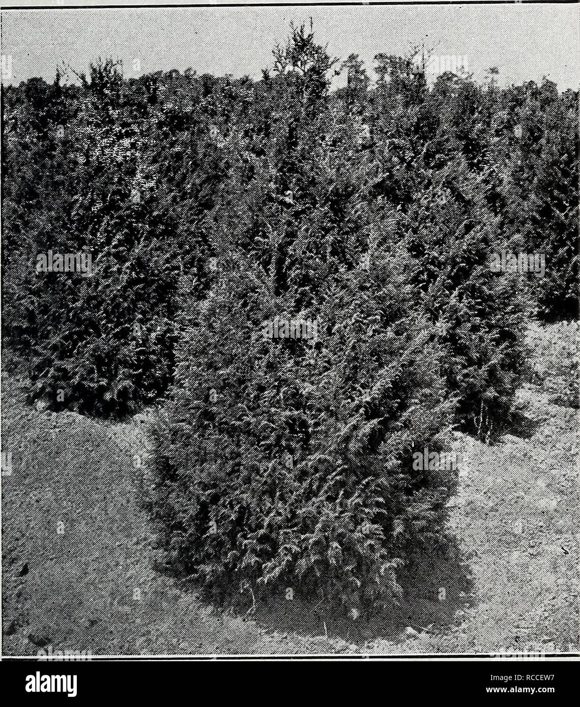 . The dixie planter : ornamentals exclusively fall 1932, - spring, 1933. Nurseries (Horticulture) Catalogs; Nursery stock Catalogs; Shrubs Catalogs; Trees Catalogs; Roses Catalogs; Fruit Catalogs. 7 Coniferous Evergreens, (Continued) Retinospora plumosa. Plume Japanese Cypress. Medium grower; forms a dense cone of fine texture. 2^ to 3 ft 2.00 3 to 3^^ ft 2.75 3% u 4 ft 3.50 h to i)V2 ft 5.50 bVz to 6 ft 7.00 6 to 61/2 ft 8.00 61/2 to 7 ft 9.00 Retinospora squarrosa veitchi. Veitch's Silver Cypress. Slow growth, broadly pyramidal; heavy, silver-grey foliage. 2 to 21/2 ft 2.75 2^ to 3 ft 3.75 3 Stock Photo