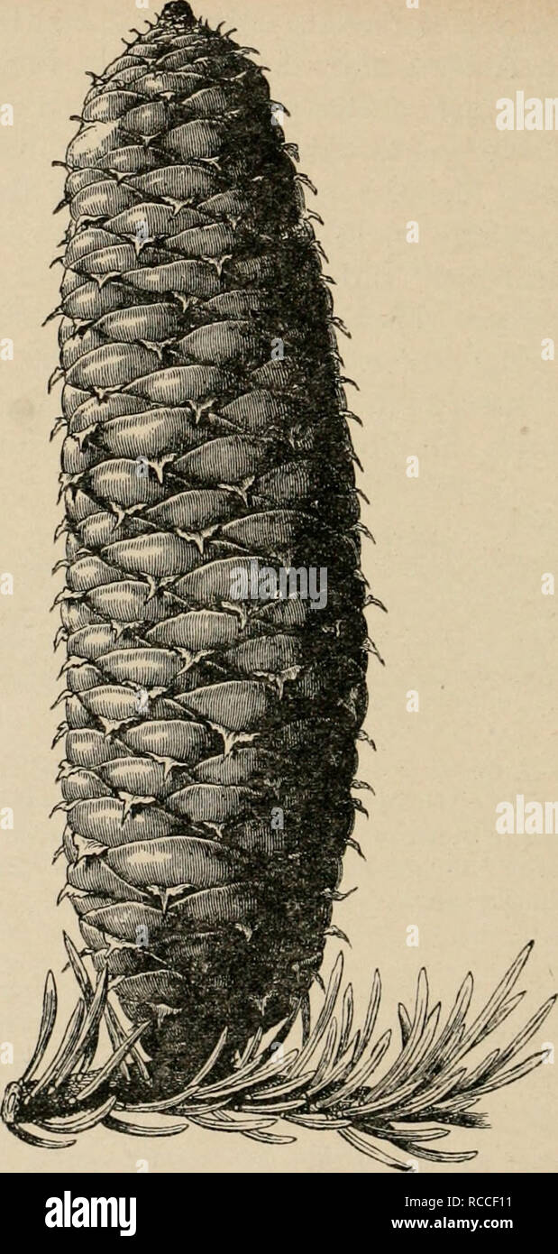 . Diversions of a naturalist. Natural history. 3i6 DIVERSIONS OF A NATURALIST. Fig. 35.—The upright spine-bearing cone of the Silver Fir, Abies pectinata. The cones vary from this size to one-third as long again. (Copied from Veitch's &quot; Manual of the Coni- ferse,&quot; by kind permission of Messrs. Veitch.) silver fir (Fig. 35). It has a triangular re-curved point, which gives the cones of that species a characteristic. Please note that these images are extracted from scanned page images that may have been digitally enhanced for readability - coloration and appearance of these illustratio Stock Photo