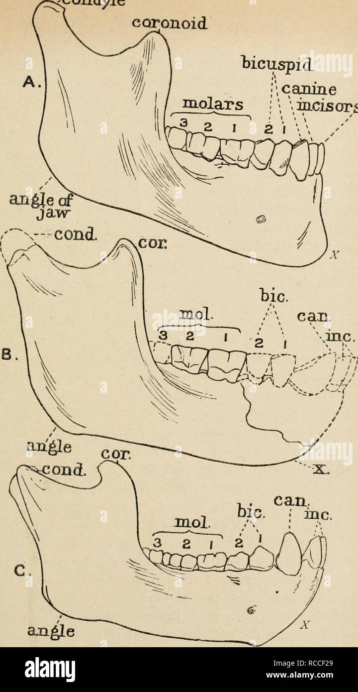 . Diversions of a naturalist. Natural history. srCondyle coronoid Recent A European &quot;^ bicuspid. caiune mcisors Eoanthropus q -of Piltdowi) O Chip. Fig. 23.—Comparison of the right half of the lower jaw of A, Modern European ; R, Eoan- thropus from Piltdoun ; and C, Chimpanzee. The size of the drawings is two-thirds of the linear dimensions of the actual specimens. The dotted outline in 1&gt; represents the part which was wanting in the original specimen and was thus re-constriicted by Dr. Smith Woodward. A' in .• is the bon' chin or &quot; mental protuberance &quot; ; in B and C it mar Stock Photo